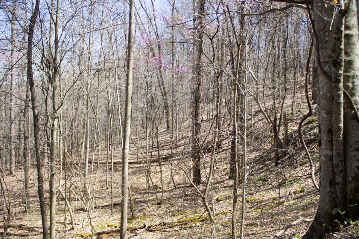 Chestnut Oak Ridge Tract 2 photo 13