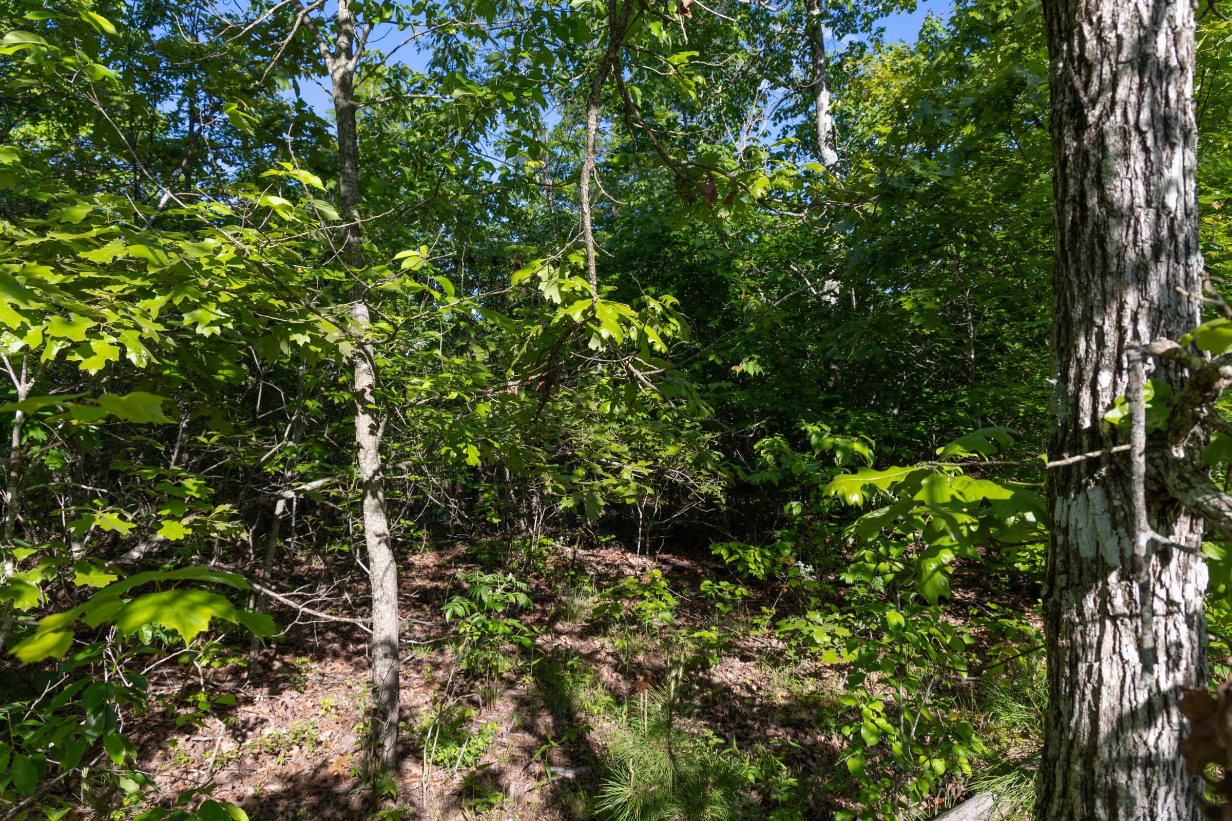 Sleepy Hollow Phase II Tract 61 photo 4