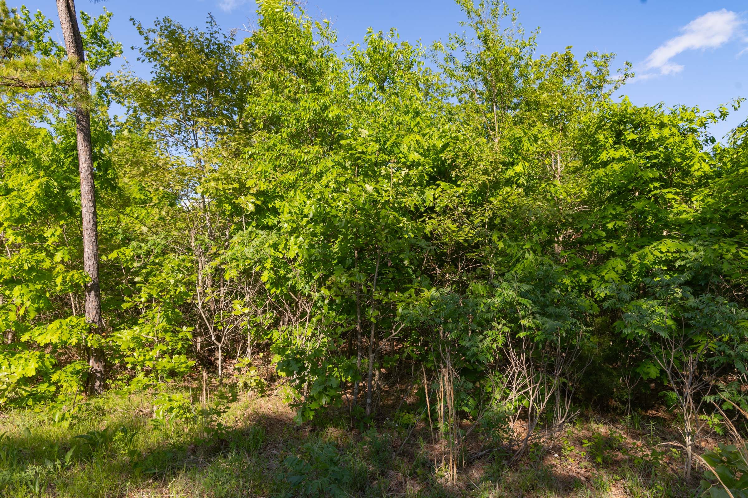 Sleepy Hollow Phase II Tract 61 photo 11