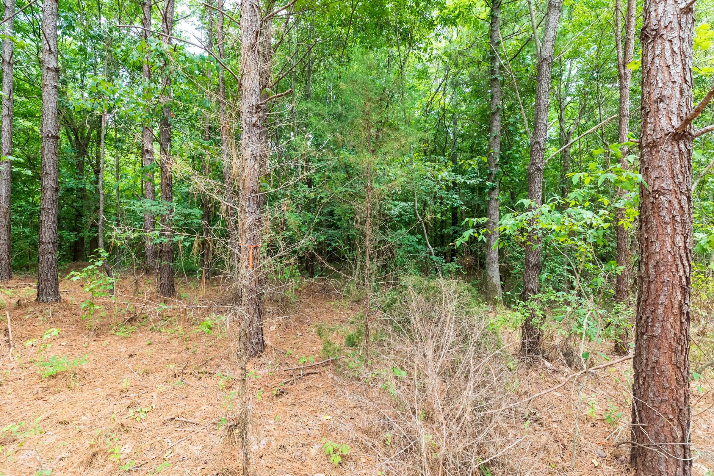 Whiskey Ridge Tract 5 photo 4