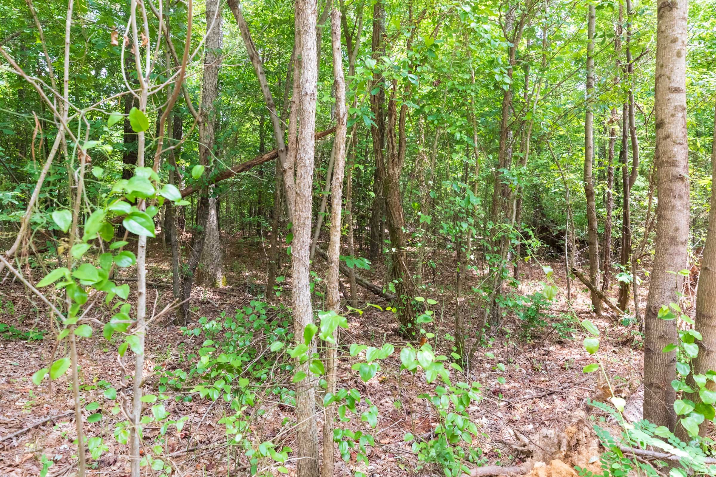 Whiskey Ridge Tract 5 photo 6
