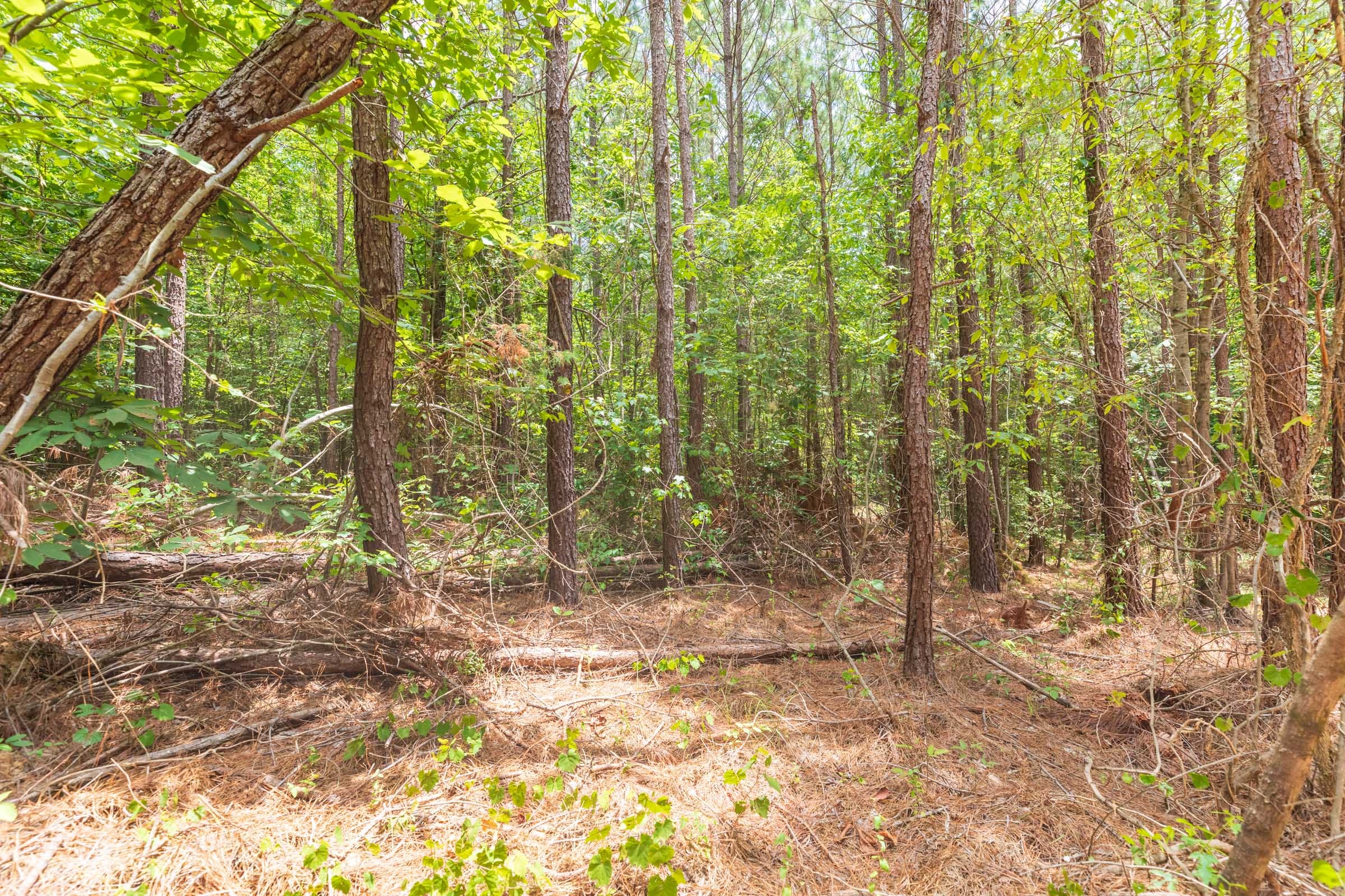 Whiskey Ridge Tract 5 photo 7