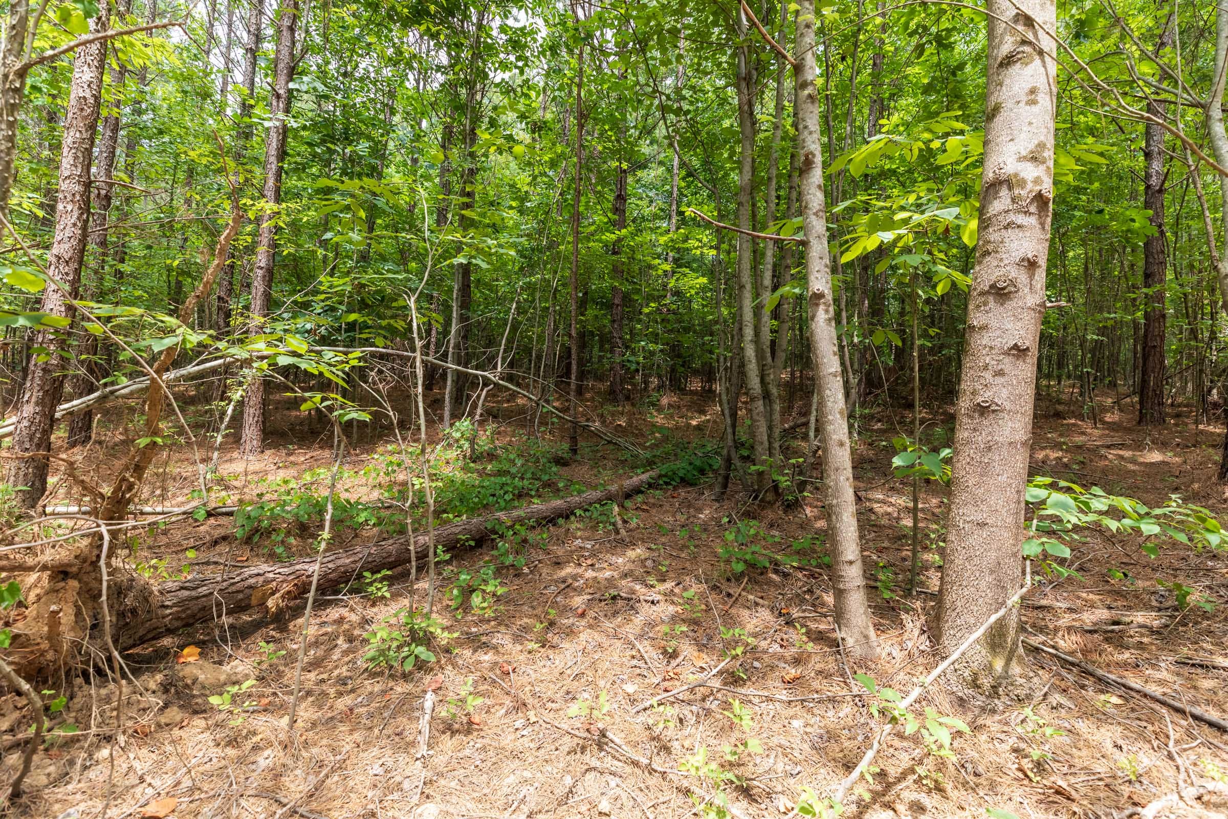 Whiskey Ridge Tract 5 photo 10