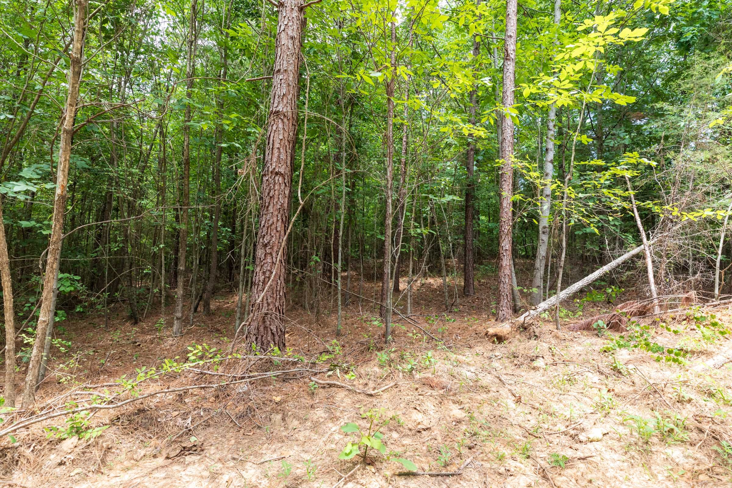 Whiskey Ridge Tract 5 photo 13