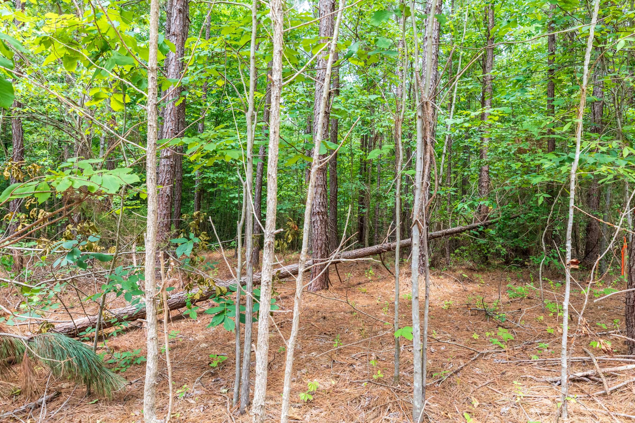 Whiskey Ridge Tract 5 photo 8