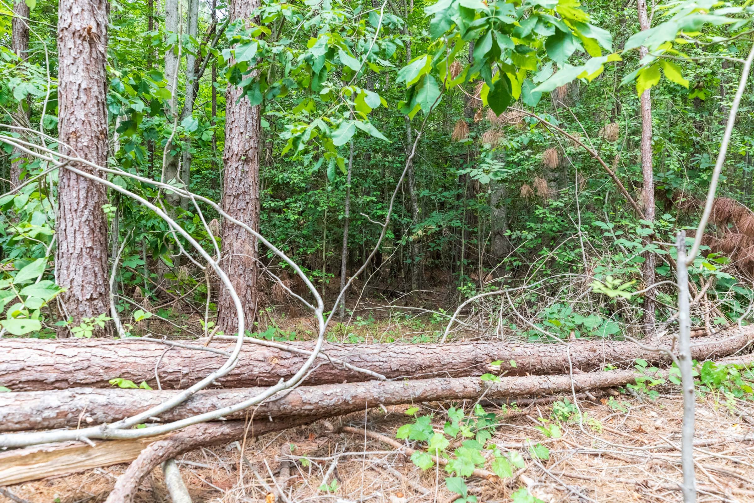 Whiskey Ridge Tract 5 photo 12