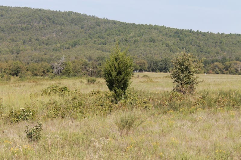 Daisy Meadows Tract 31 photo 3