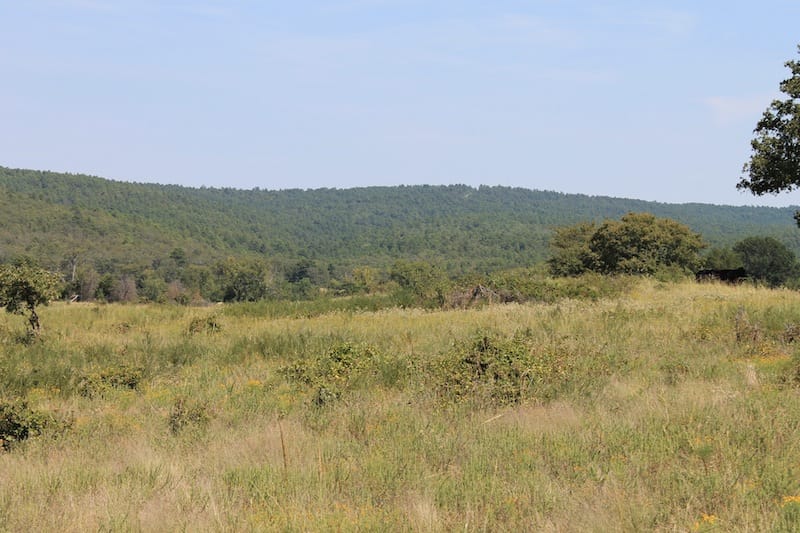 Daisy Meadows Tract 31 photo 4