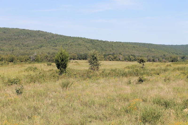 Daisy Meadows Tract 31 photo 6