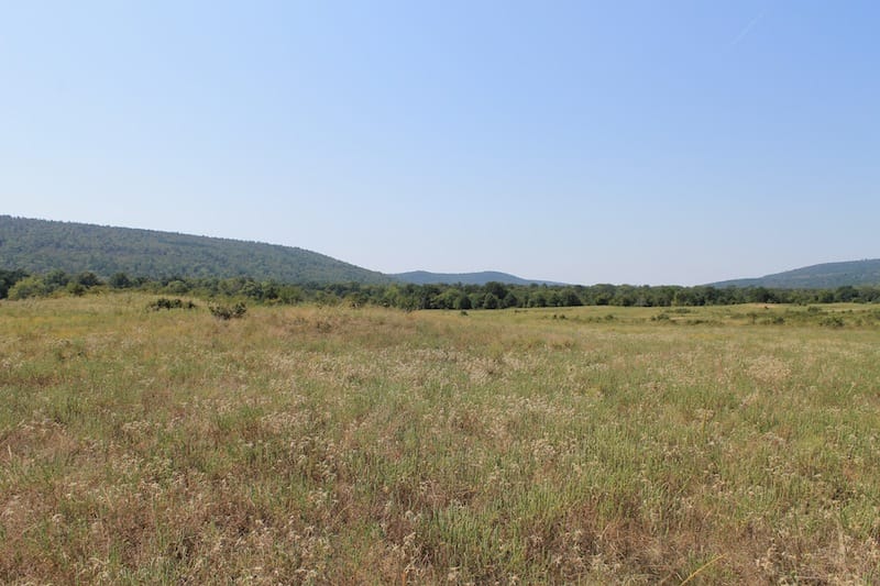 Daisy Meadows Tract 31 photo 7
