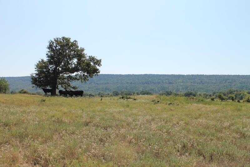 Daisy Meadows Tract 31 photo 8