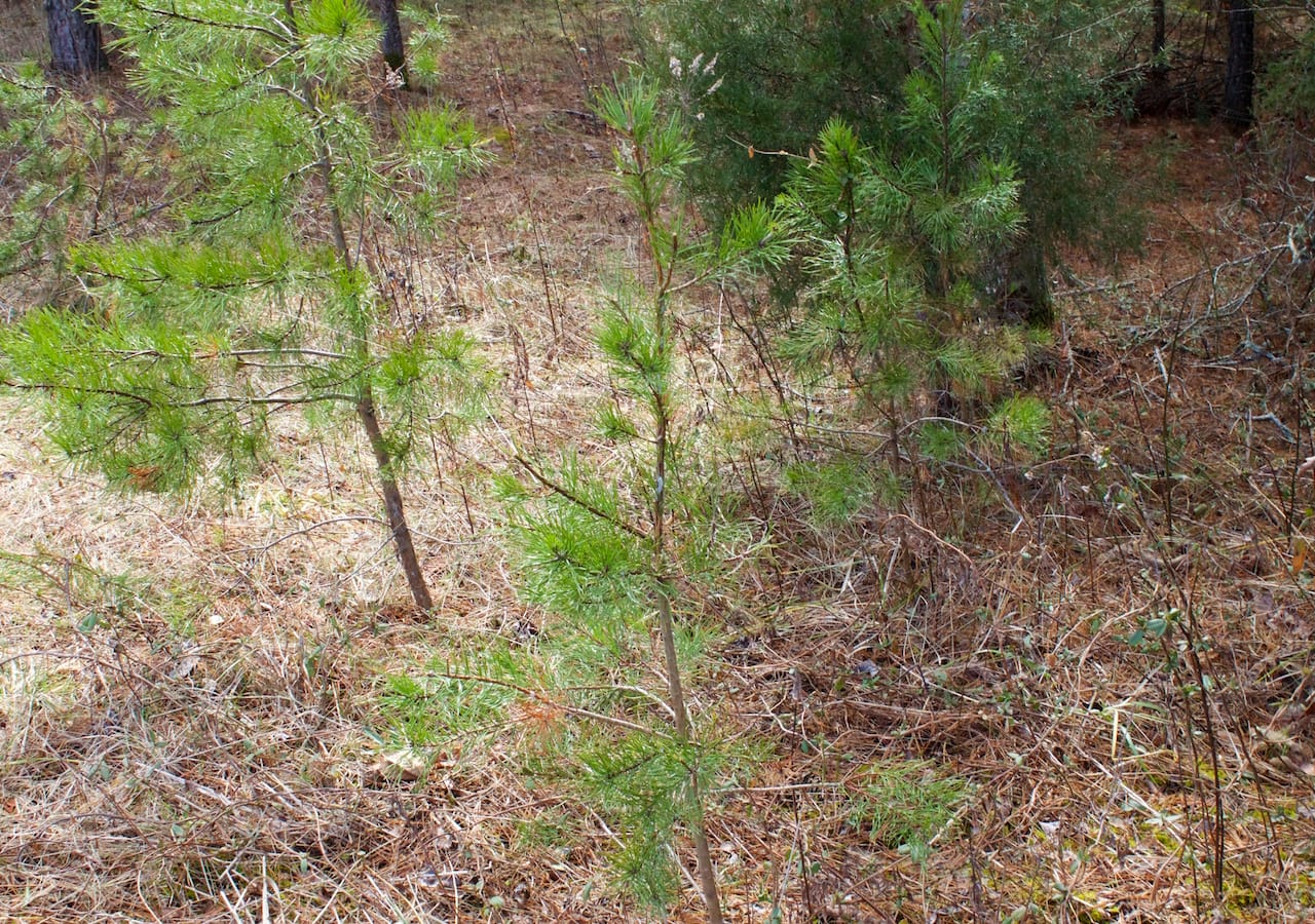 Majestic Rock Ranch Tract 5 photo 7