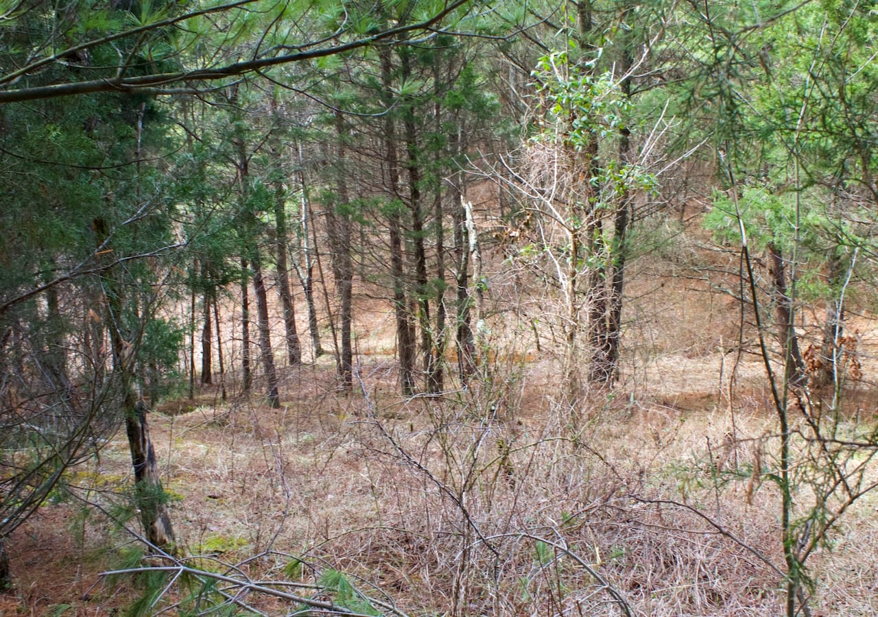 Majestic Rock Ranch Tract 5 photo 8