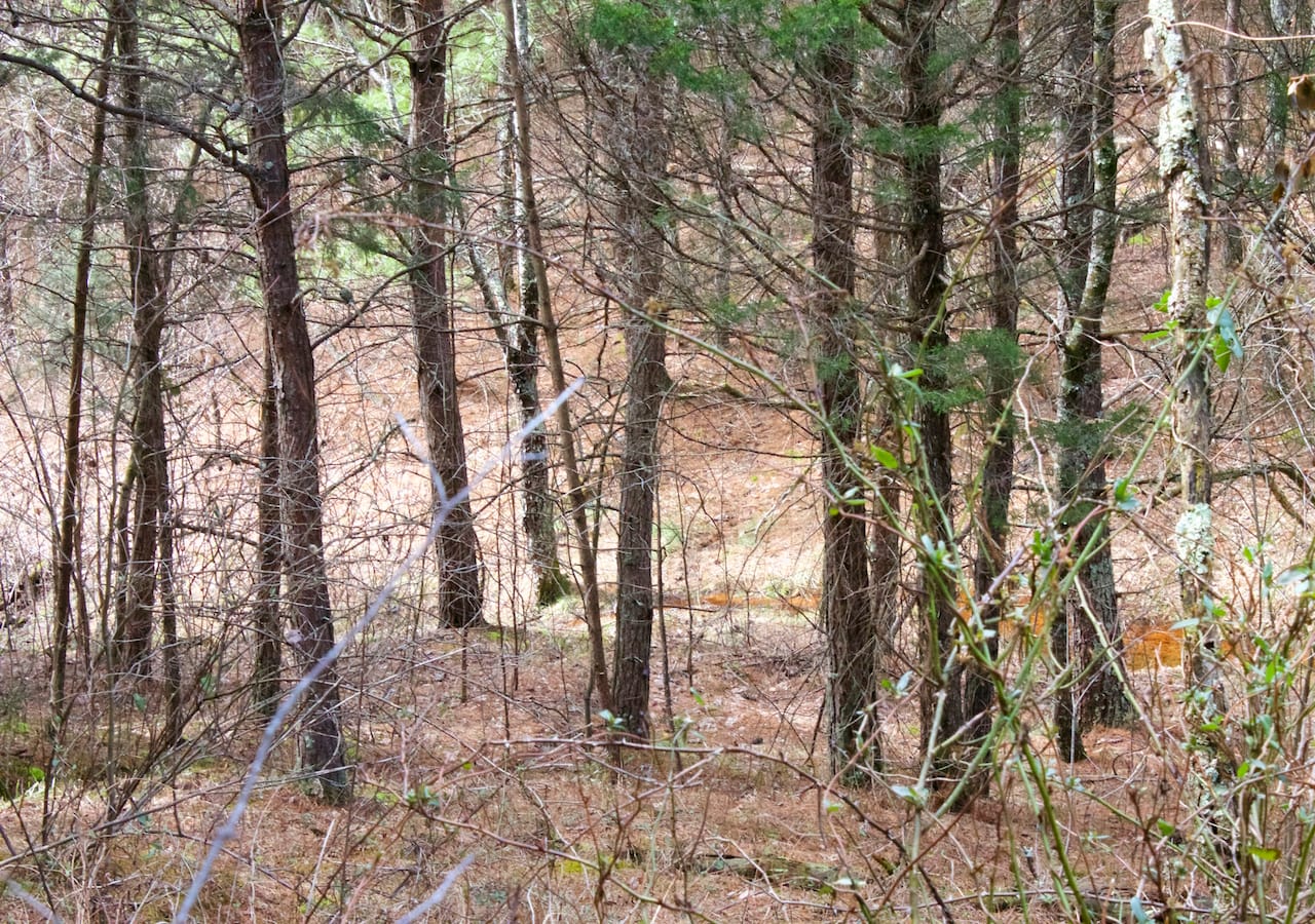 Majestic Rock Ranch Tract 5 photo 9