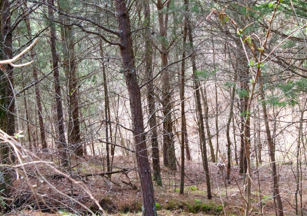 Majestic Rock Ranch Tract 5 photo 10