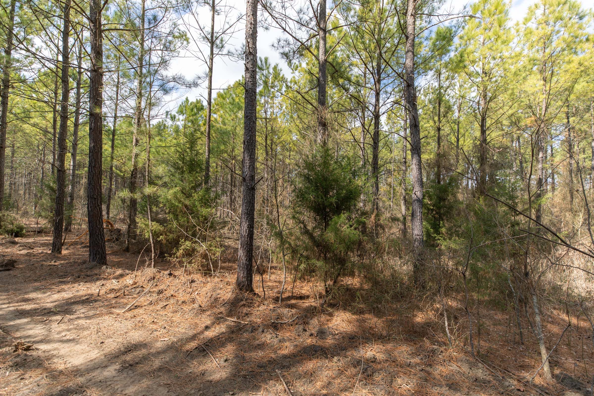 Wishing Star Ranch Tract 49 photo 4