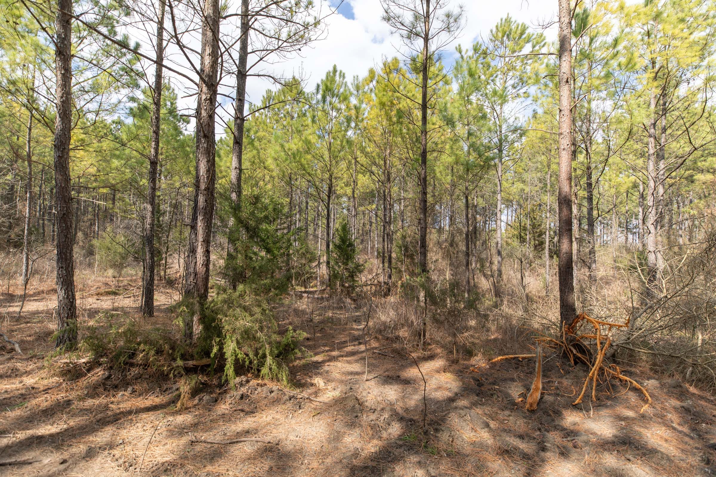 Wishing Star Ranch Tract 49 photo 6