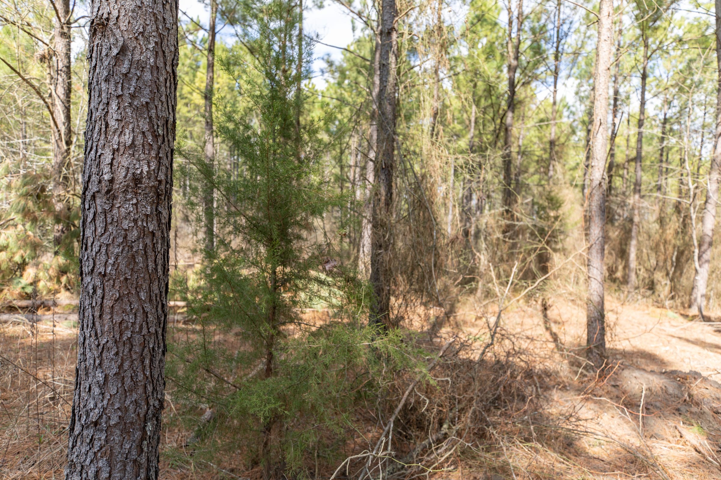 Wishing Star Ranch Tract 49 photo 11
