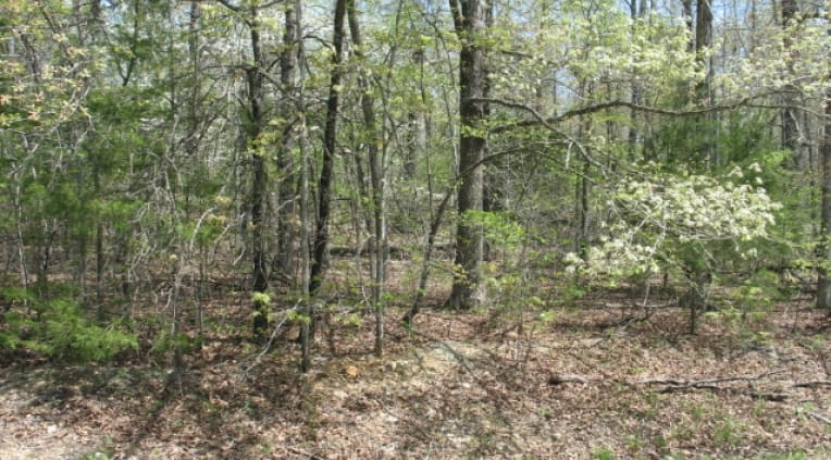 Horseshoe Bend Tract 658 photo 4