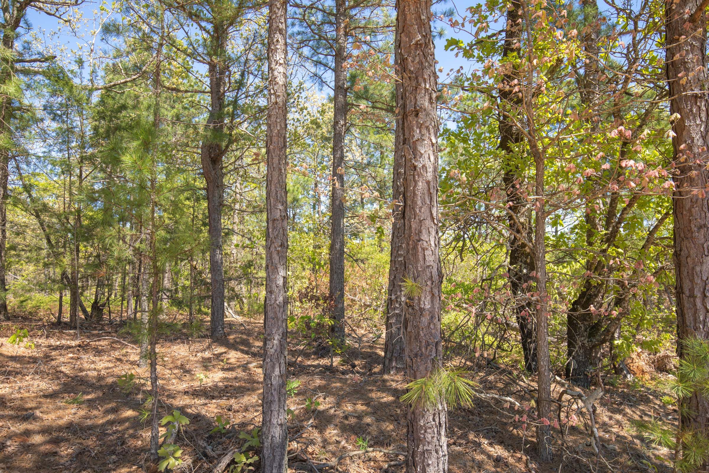 Eagle’s Nest Tract 17 photo 4
