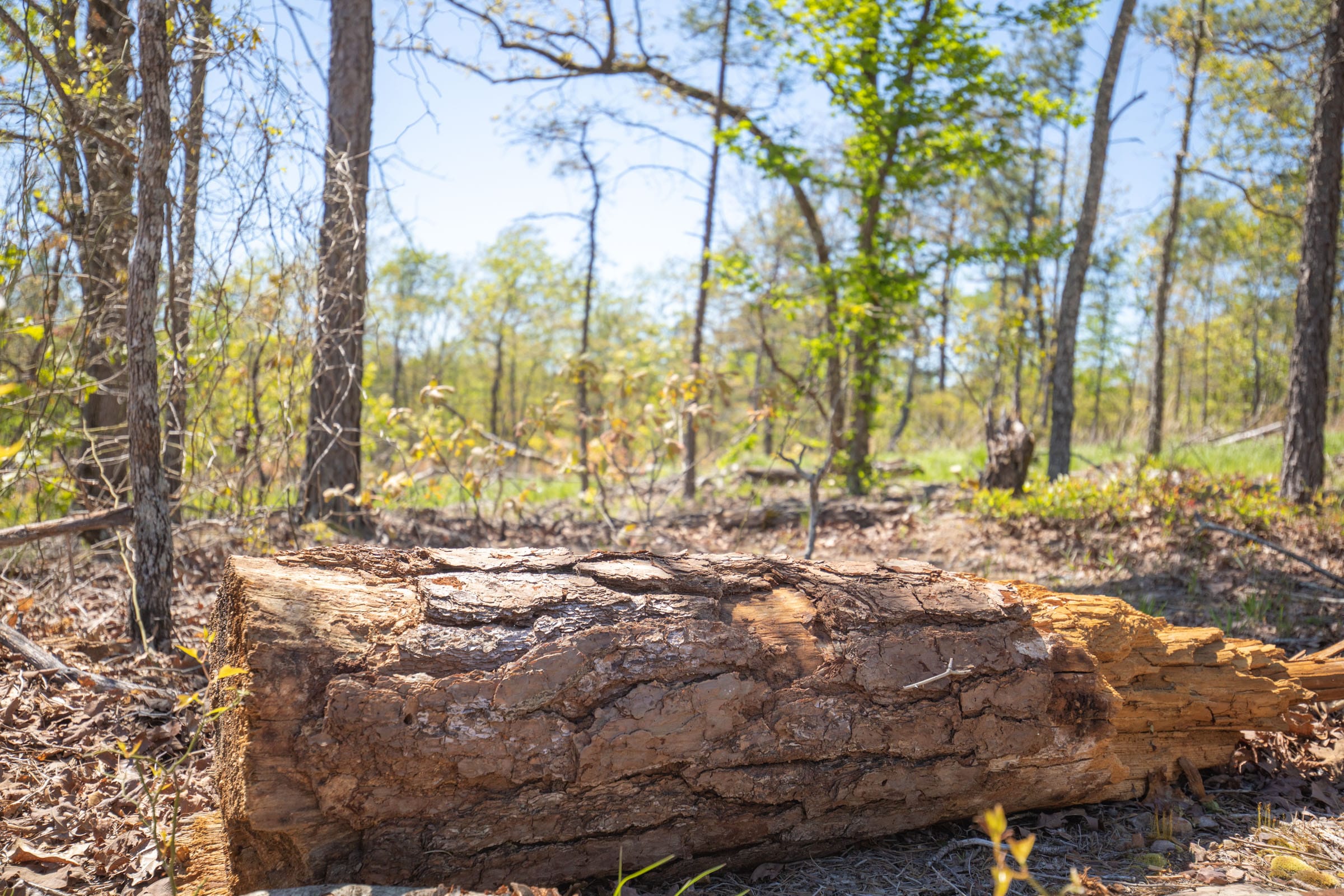 Eagle’s Nest Tract 17 photo 12