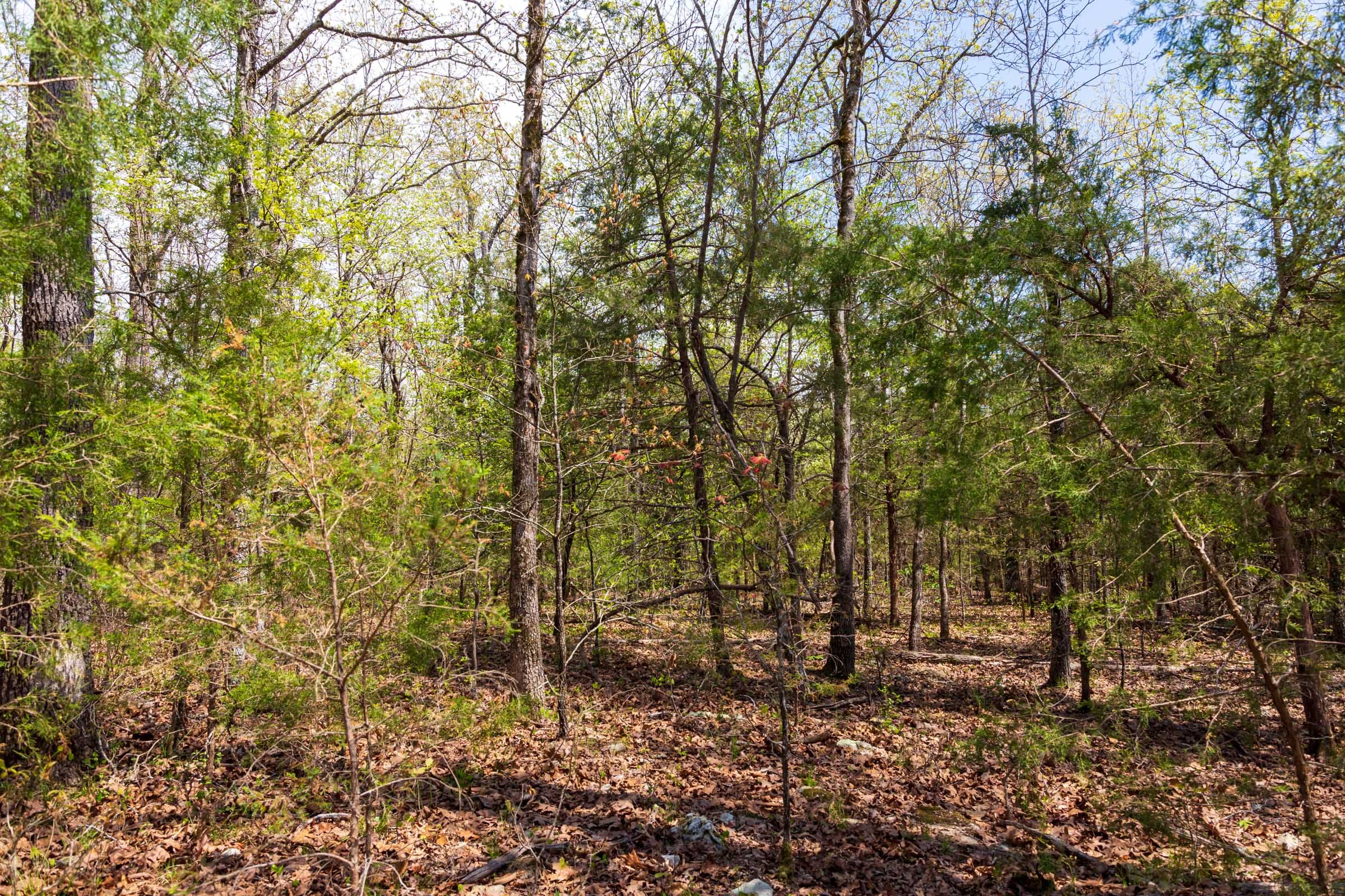 Autumnwood Tract 16 photo 2