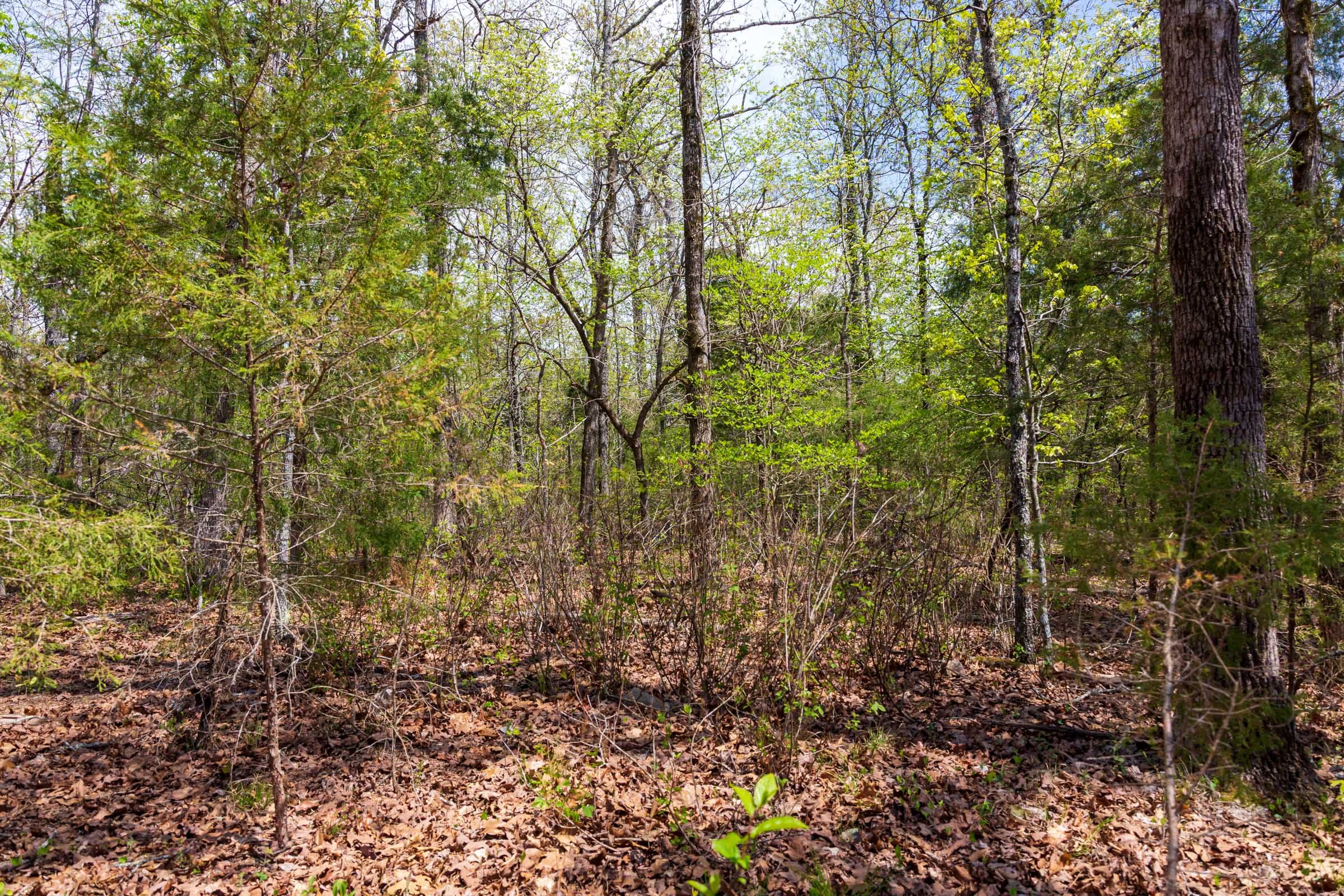Autumnwood Tract 16 photo 3