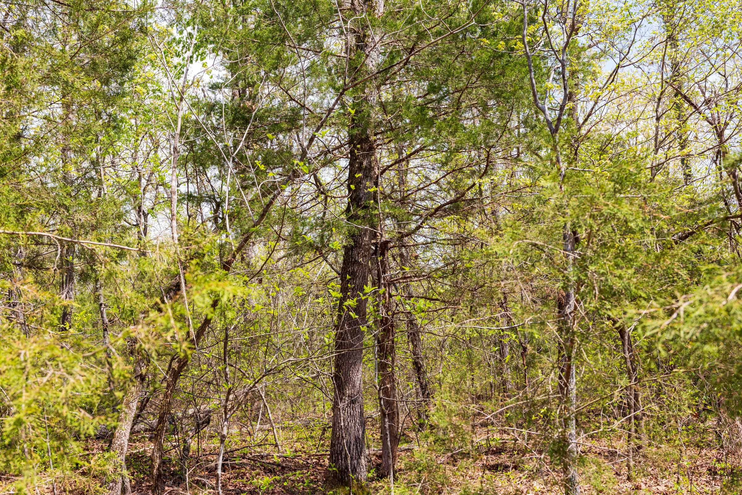 Autumnwood Tract 16 photo 4