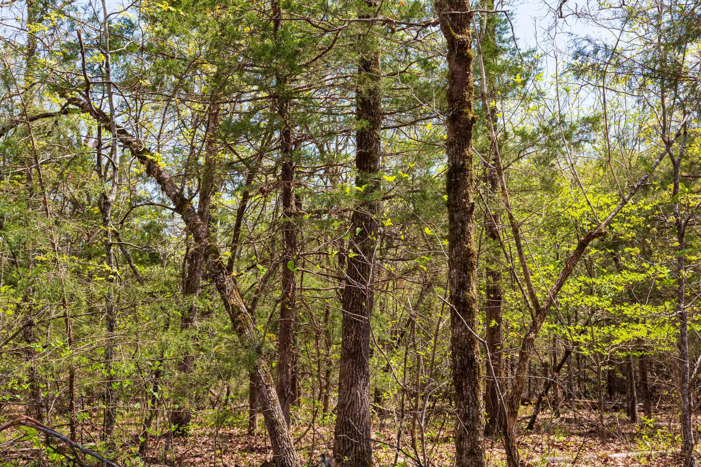 Autumnwood Tract 16 photo 5
