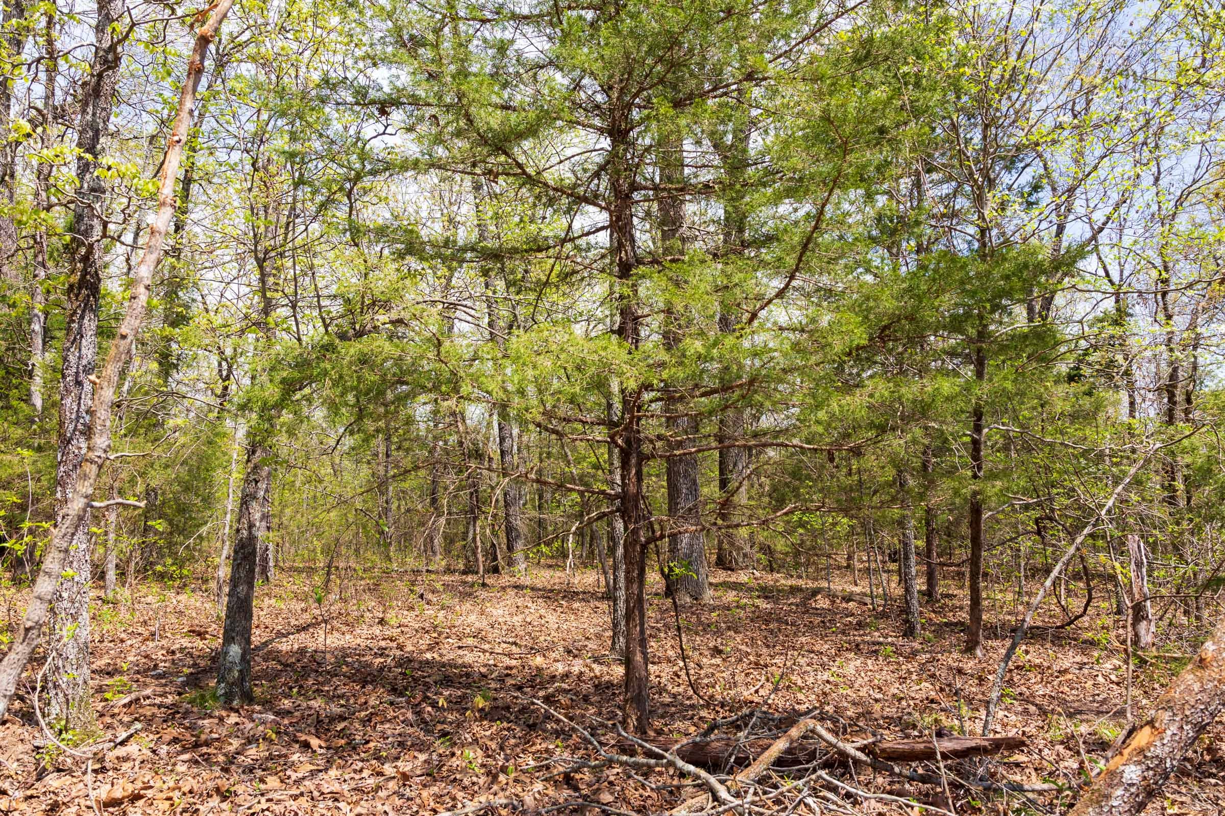 Autumnwood Tract 16 photo 7