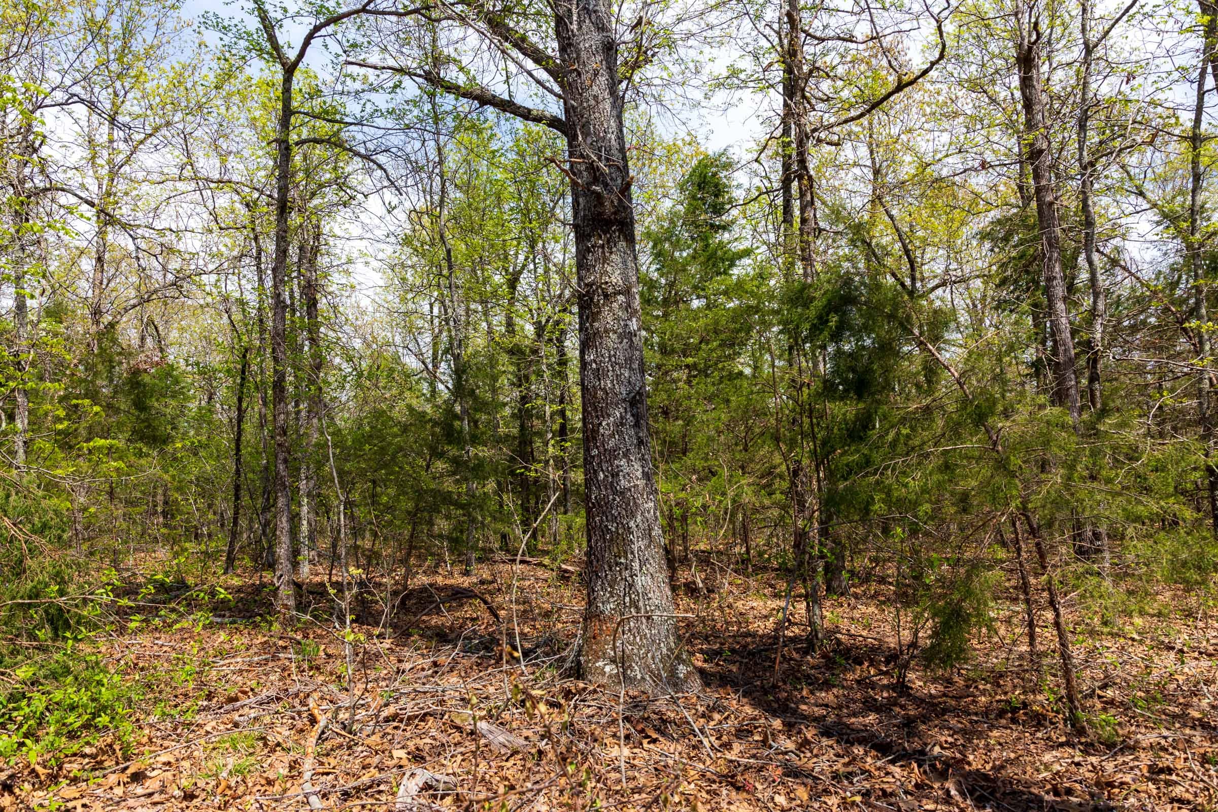 Autumnwood Tract 16 photo 8