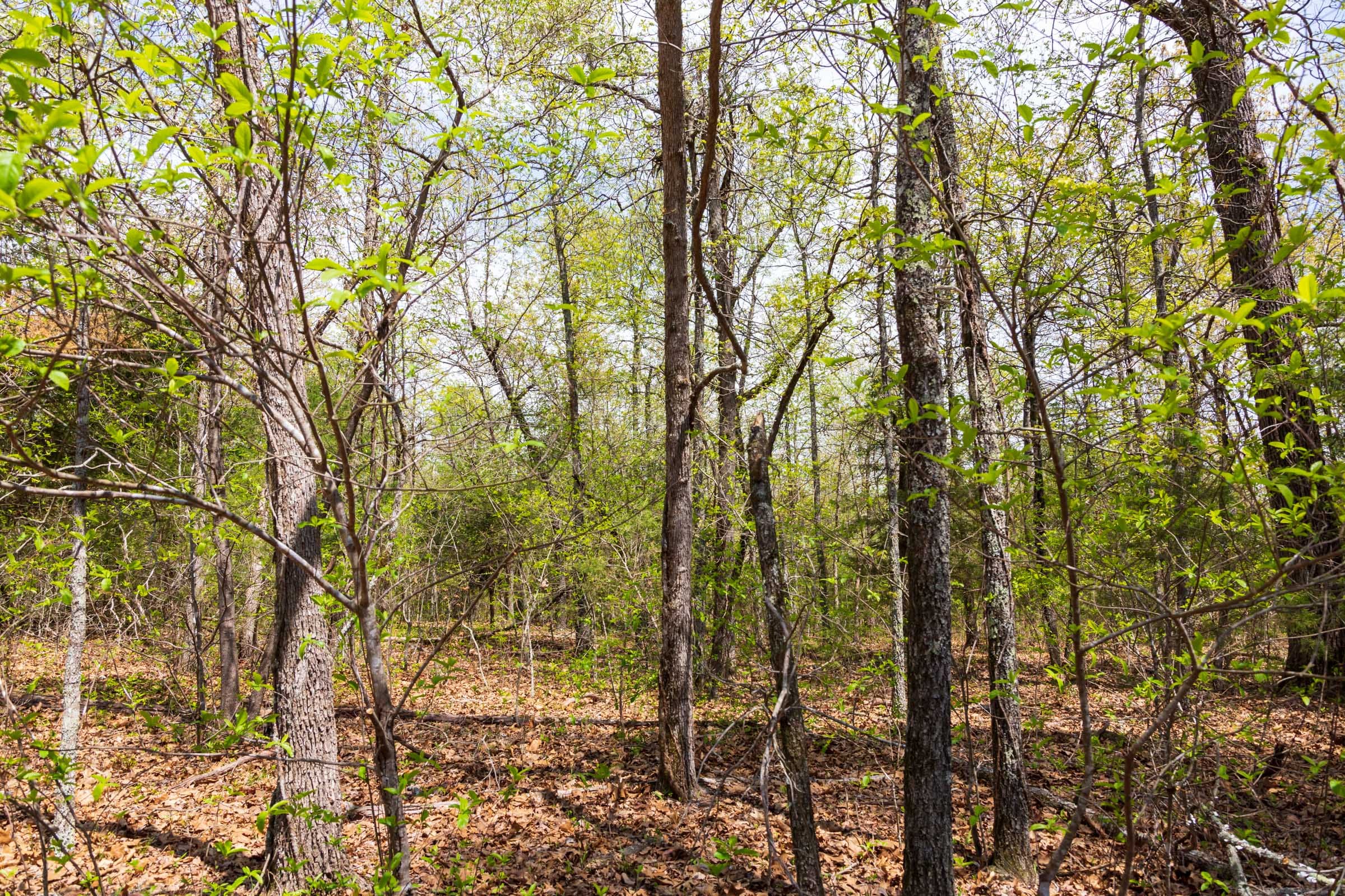 Autumnwood Tract 16 photo 9