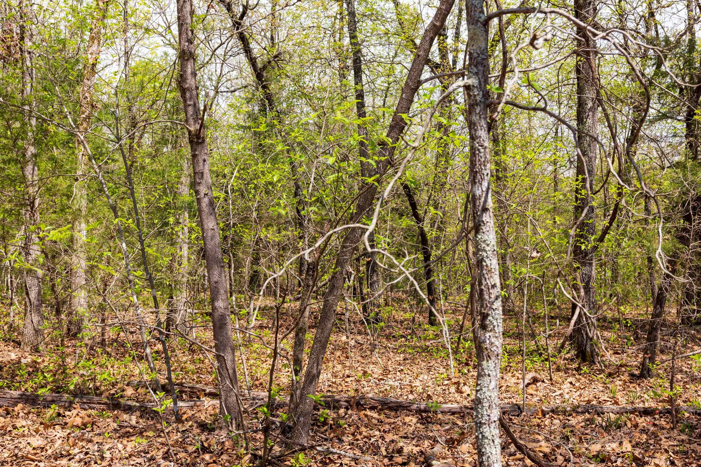Autumnwood Tract 16 photo 10