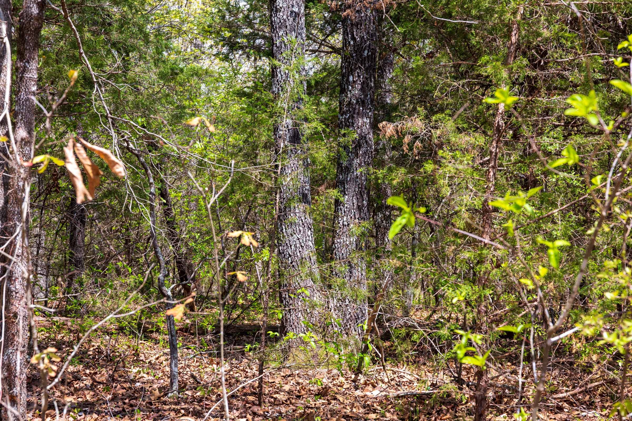 Autumnwood Tract 16 photo 12