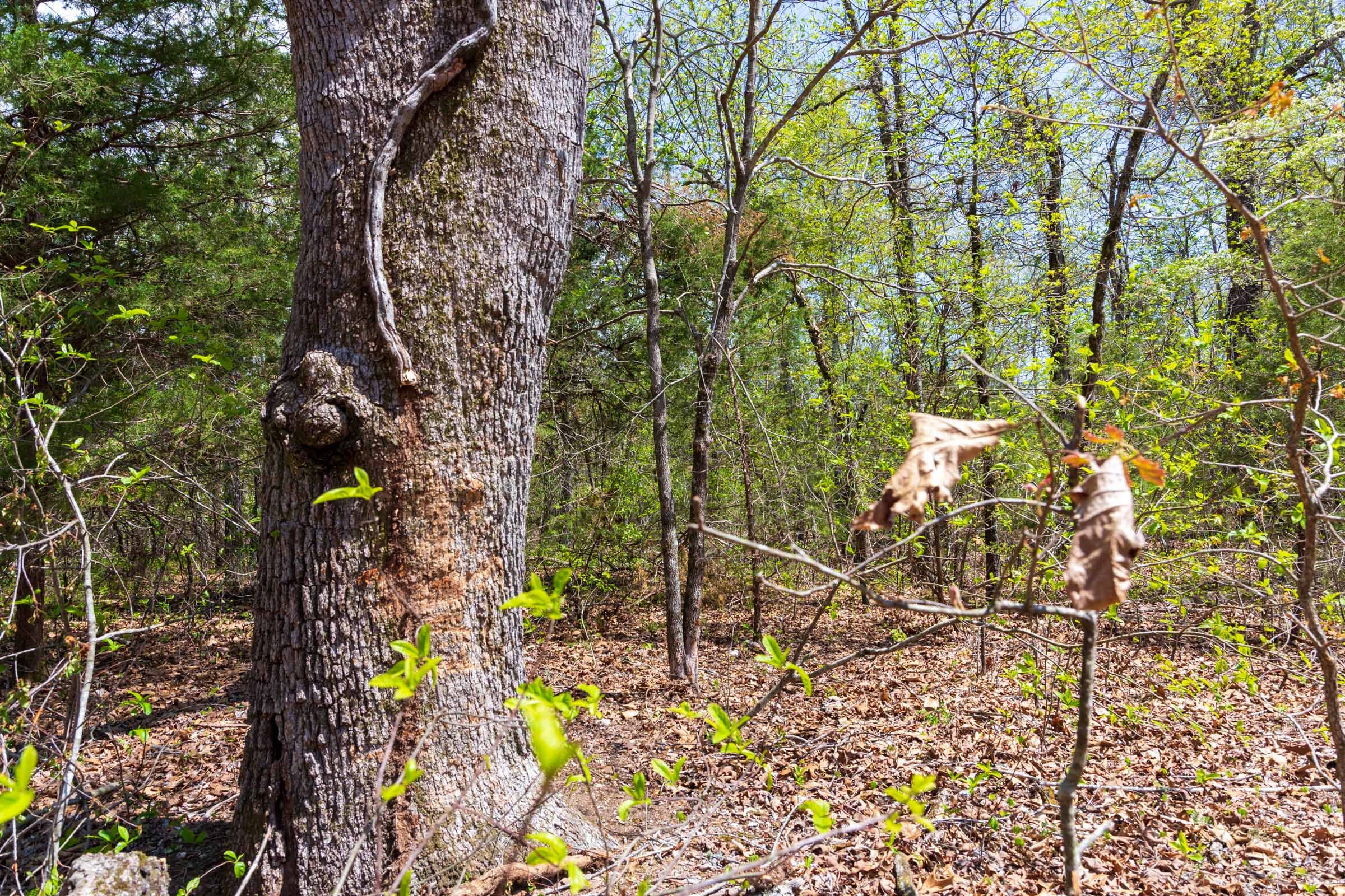 Autumnwood Tract 16 photo 13