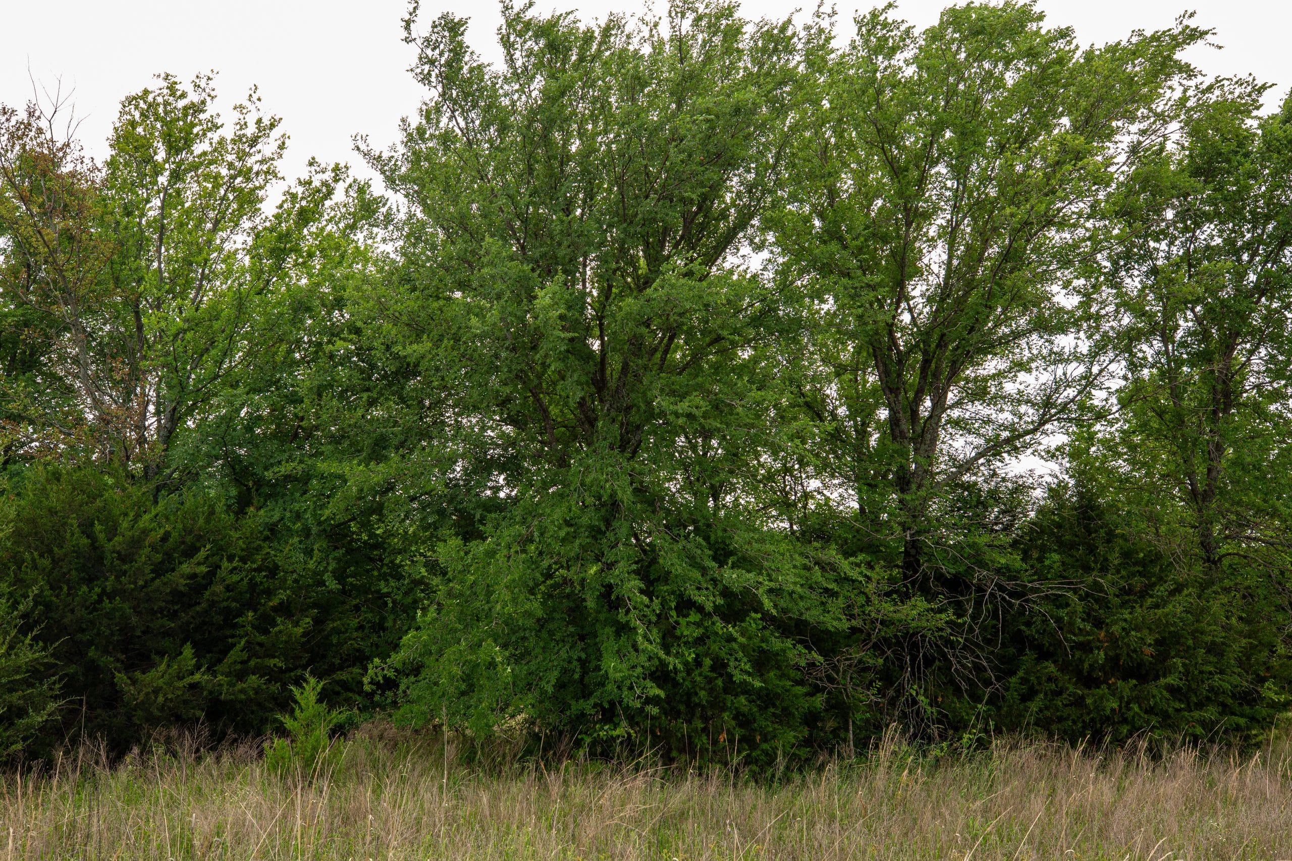 Prairie Grove Tract 3 photo 4