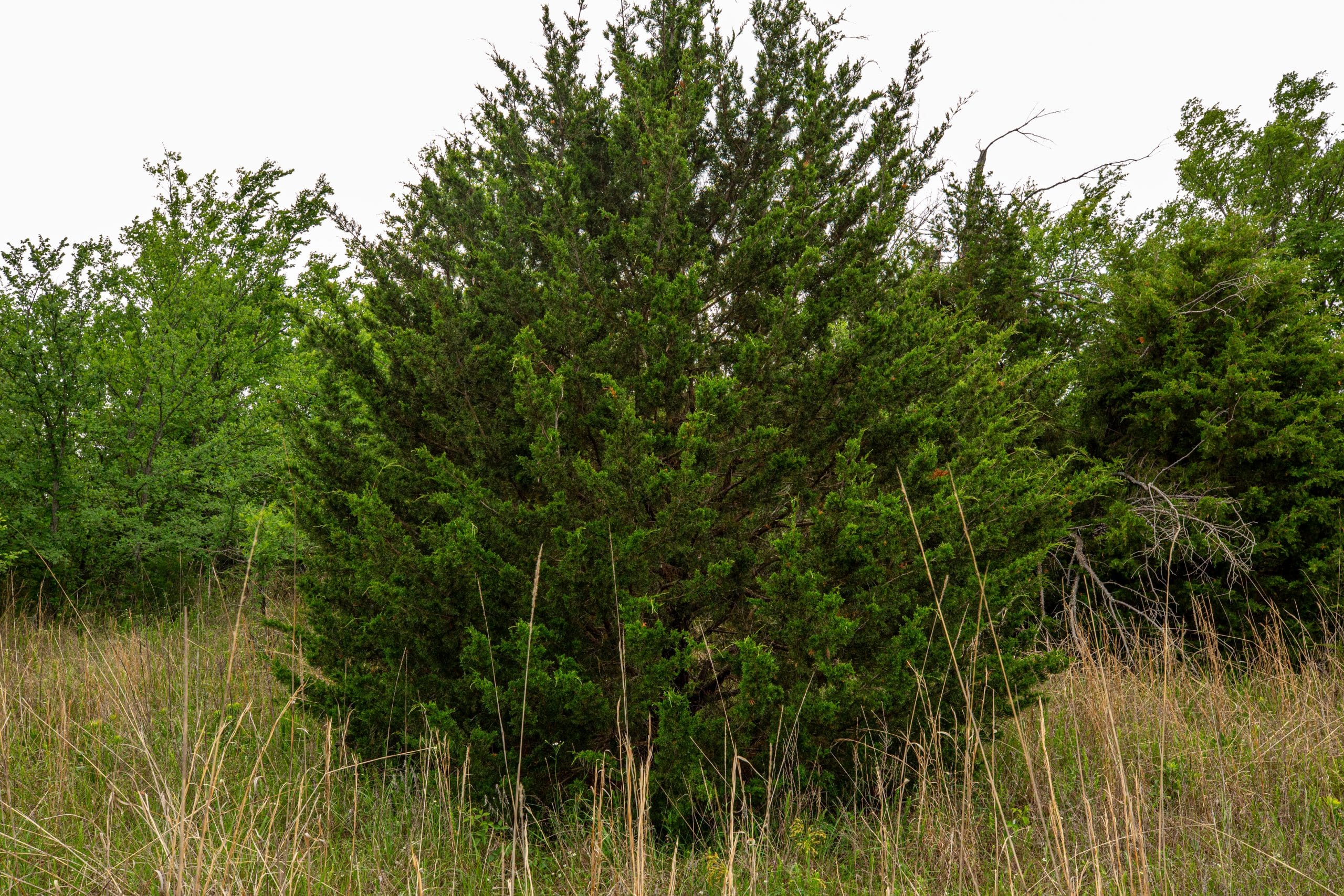 Prairie Grove Tract 3 photo 13
