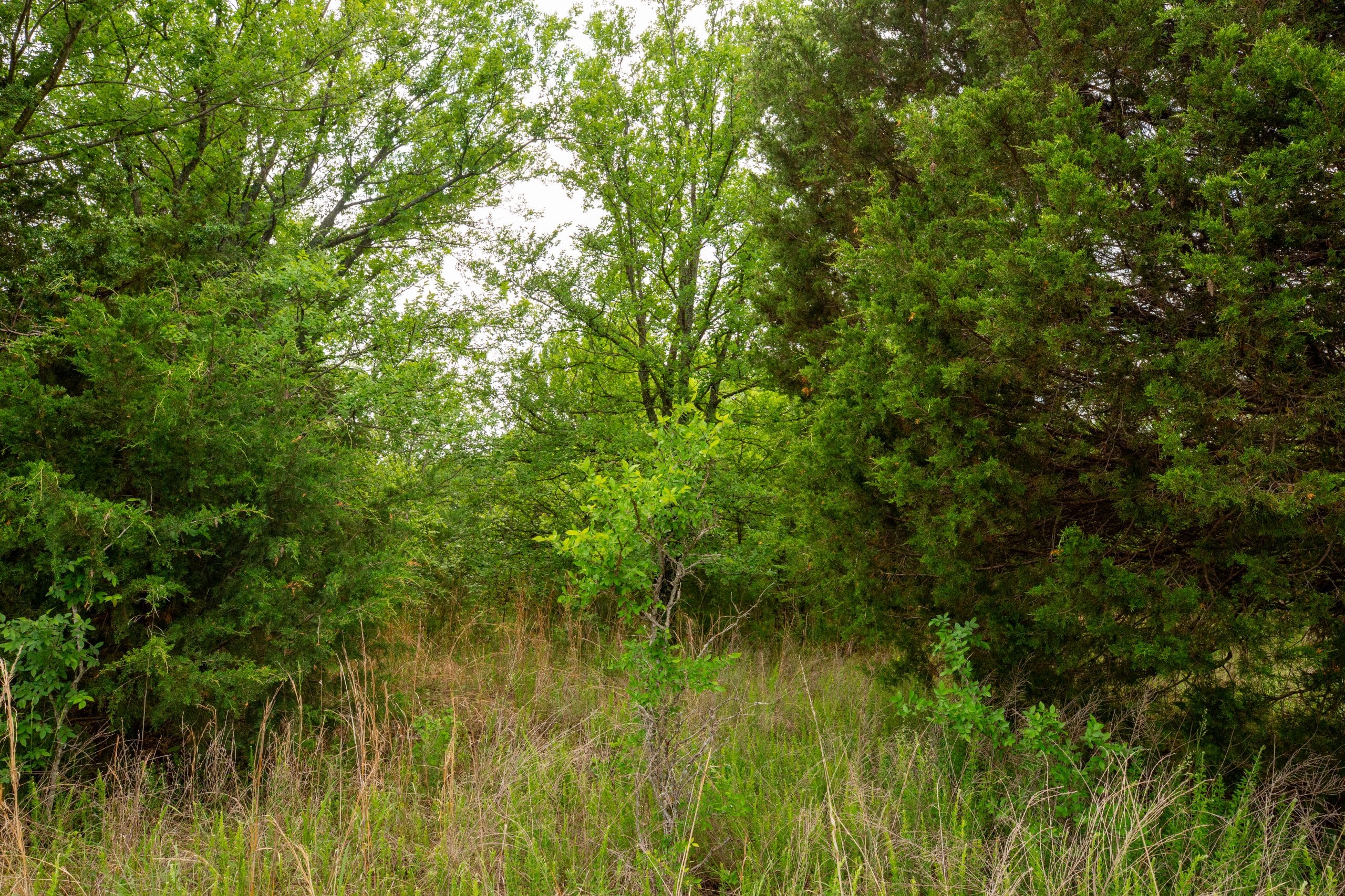 Prairie Grove Tract 3 photo 7