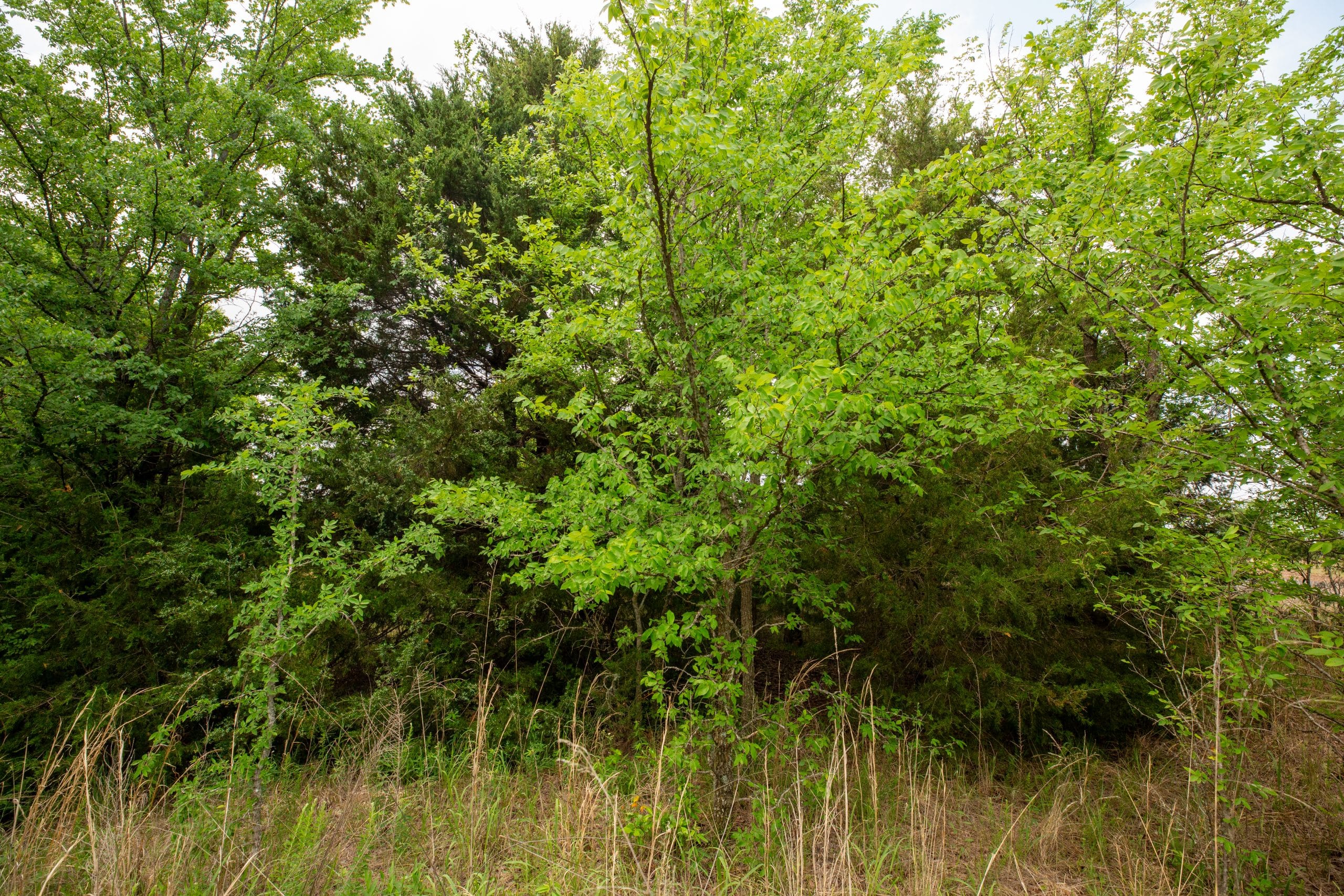 Prairie Grove Tract 3 photo 23