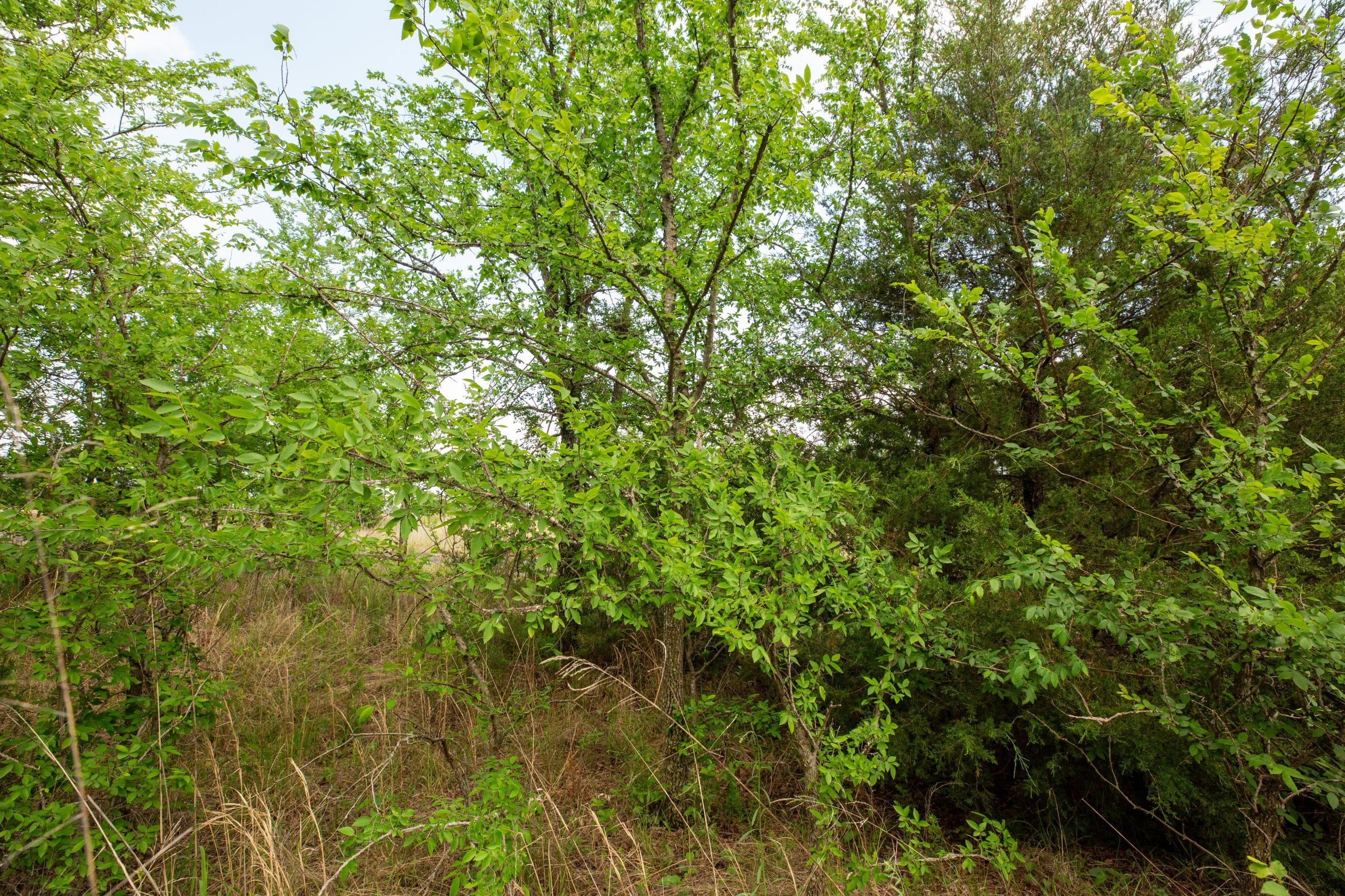 Prairie Grove Tract 3 photo 26