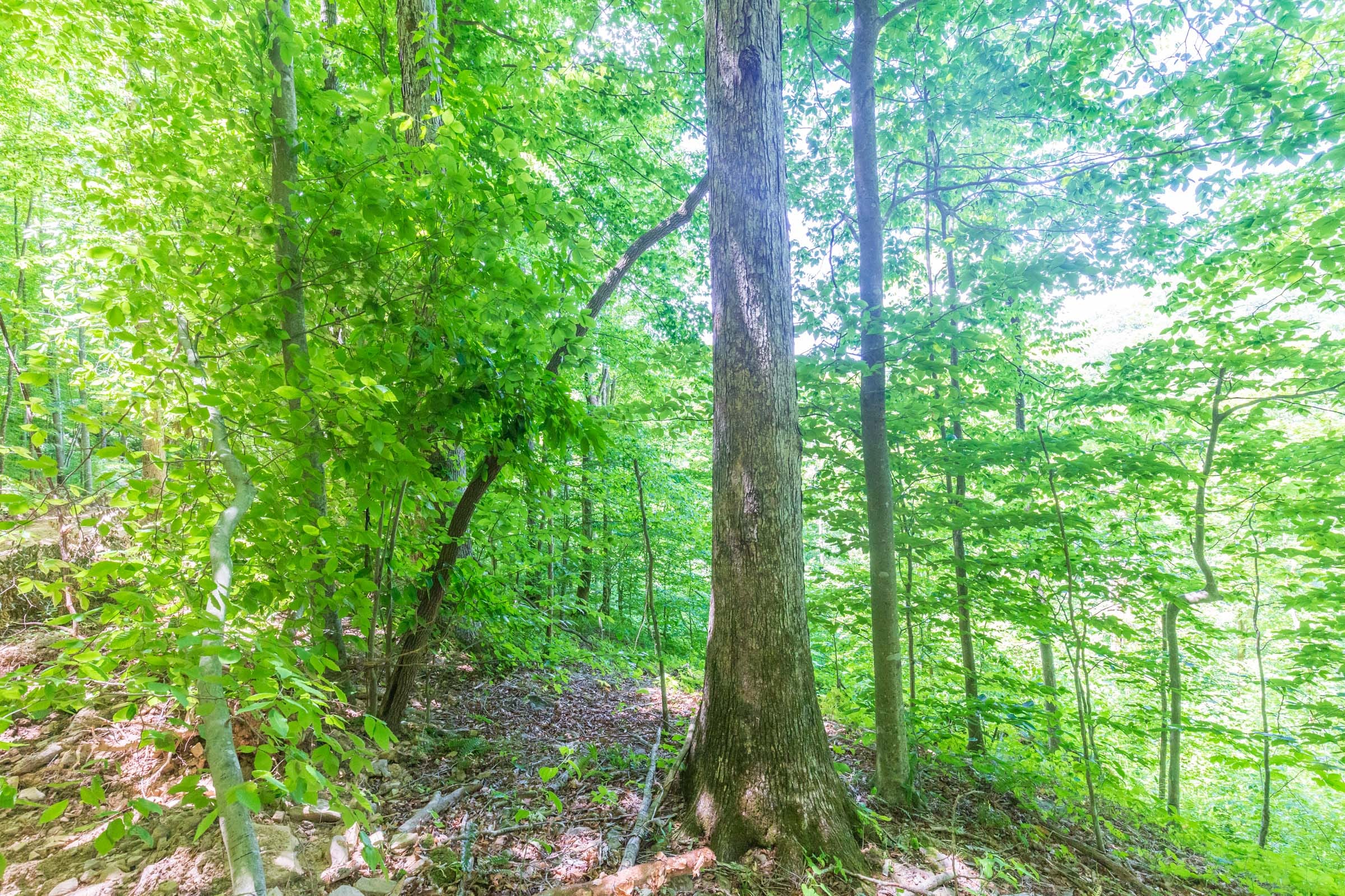 River’s Edge Tract 16 photo 2