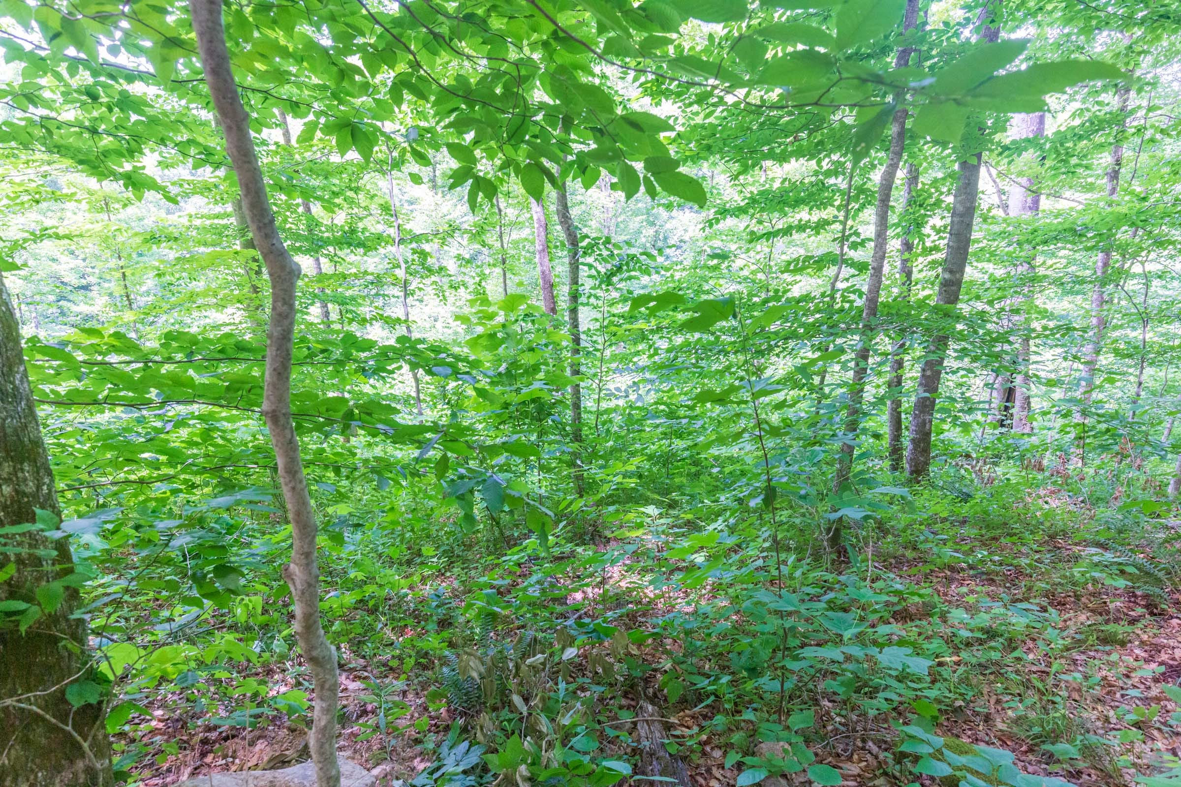River’s Edge Tract 16 photo 3