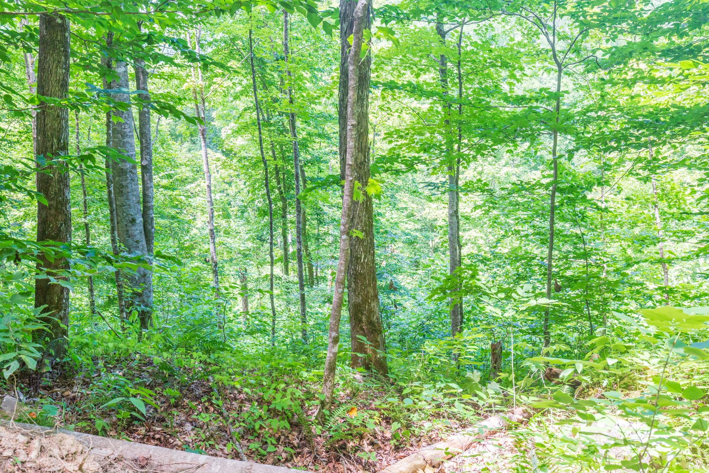 River’s Edge Tract 16 photo 4
