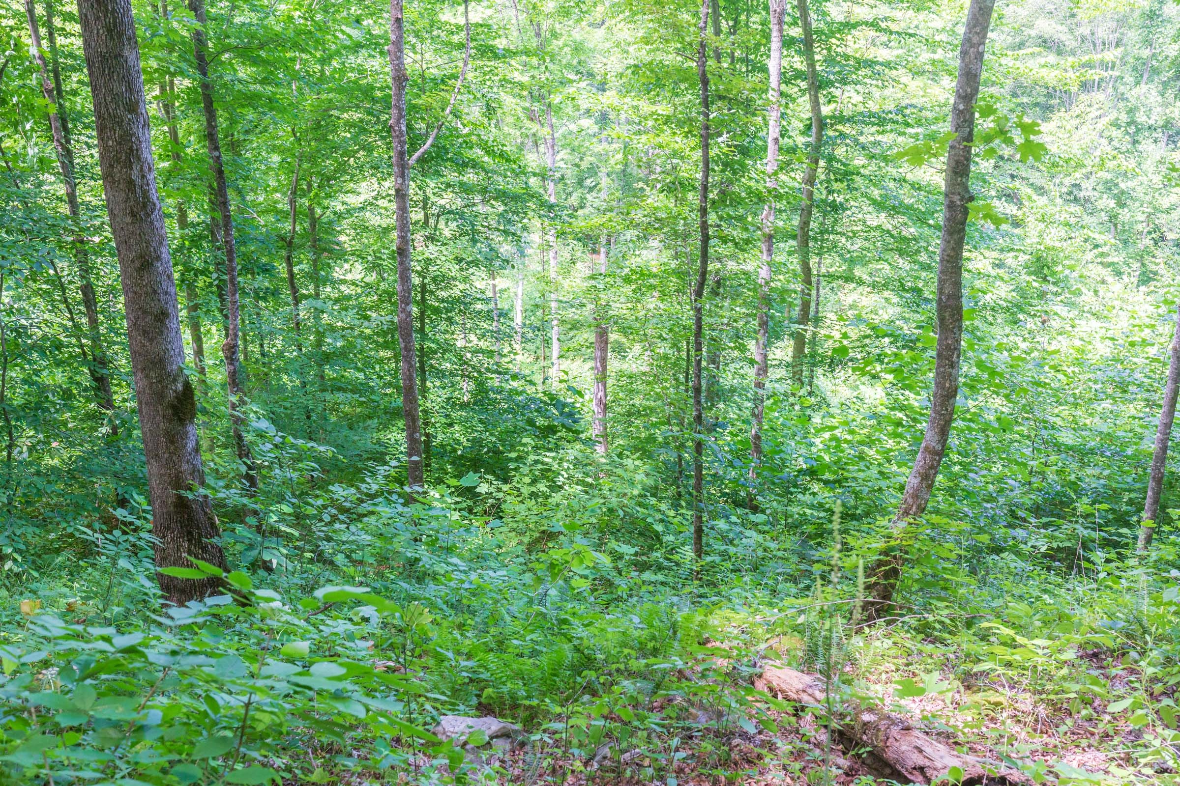 River’s Edge Tract 16 photo 6