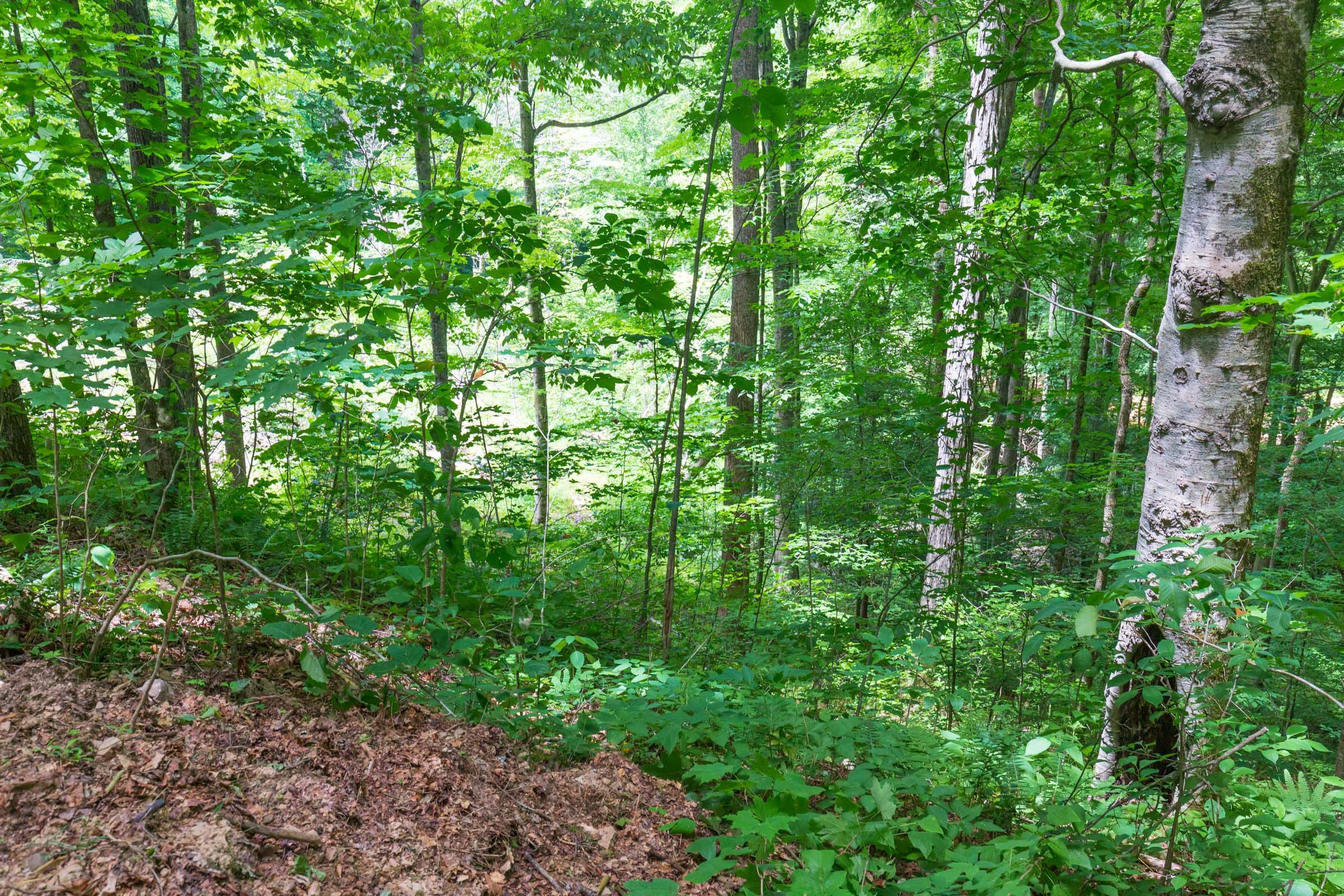 River’s Edge Tract 16 photo 14