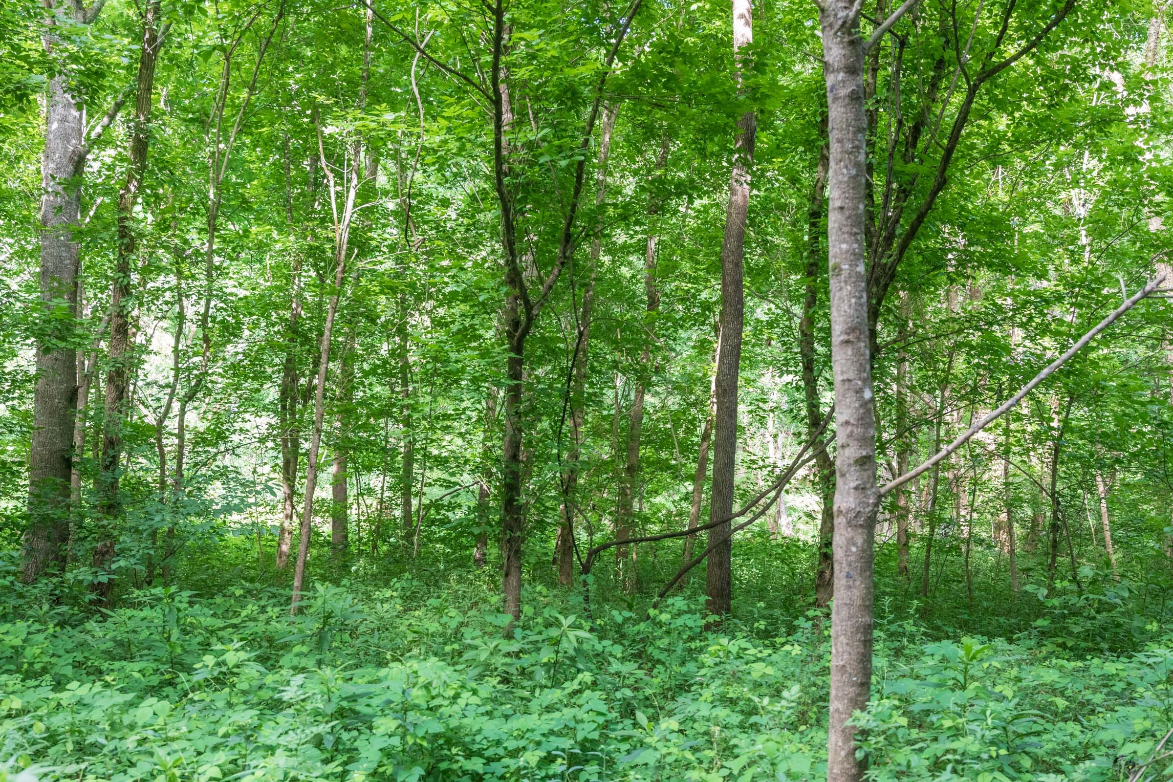 River’s Edge Tract 16 photo 16