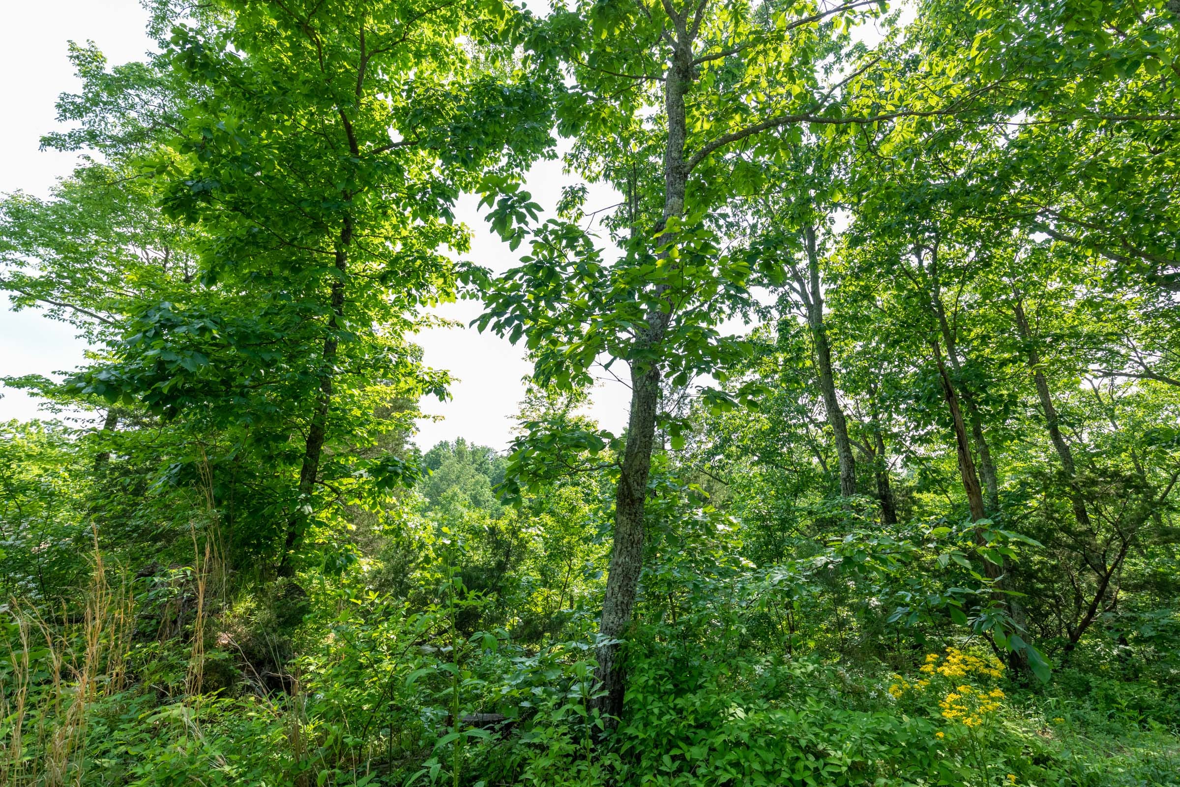 Cedar Creek Tract 61 photo 1