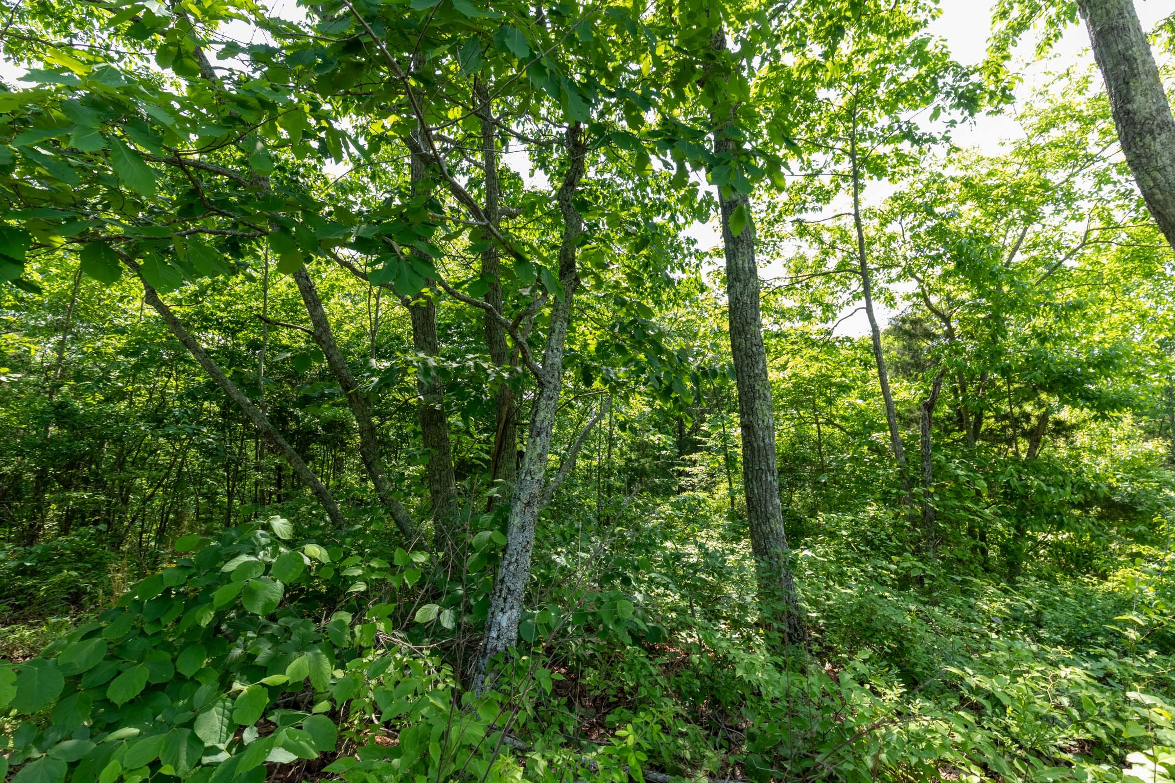 Cedar Creek Tract 61 photo 2