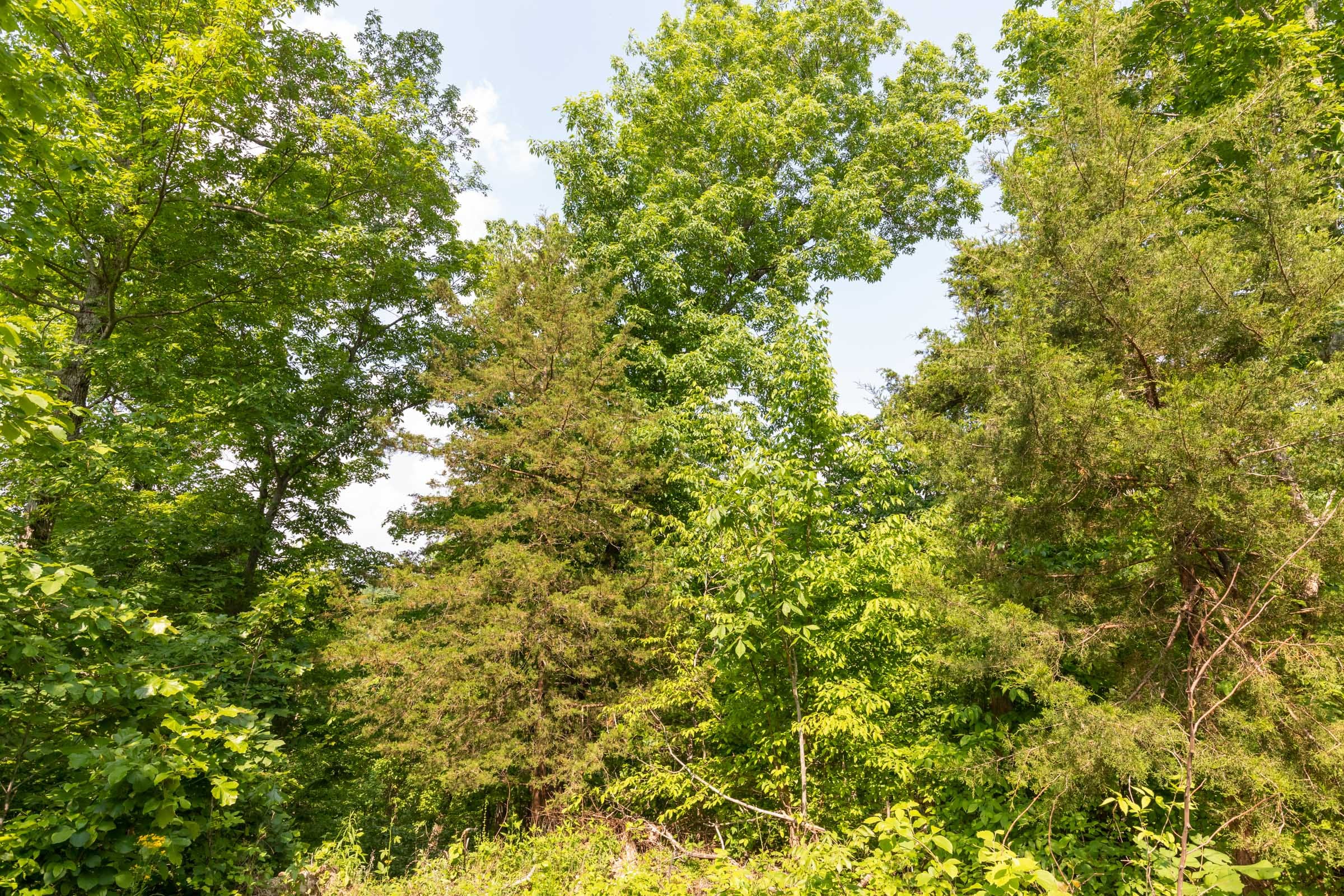 Cedar Creek Tract 61 photo 4