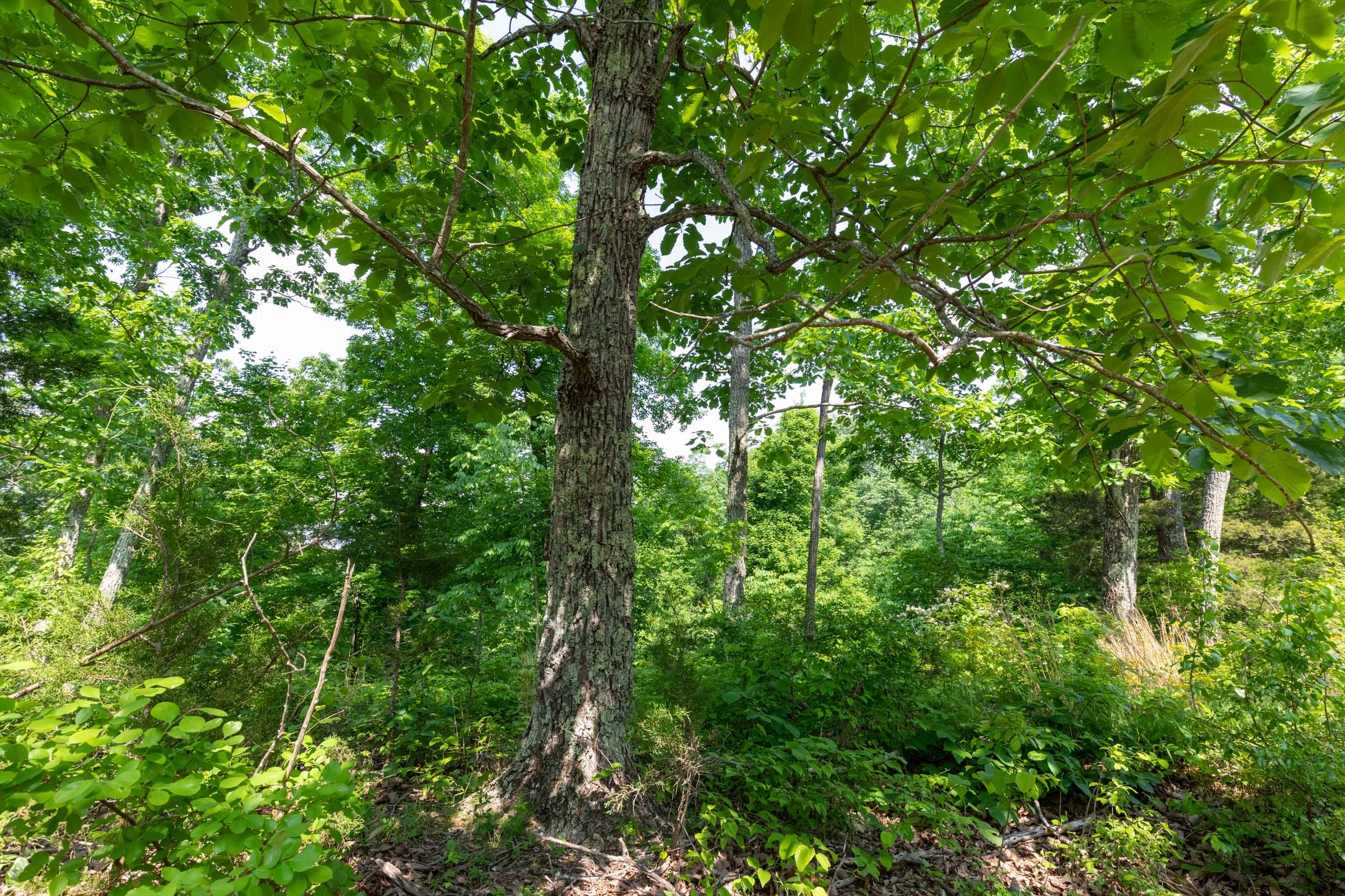 Cedar Creek Tract 61 photo 5